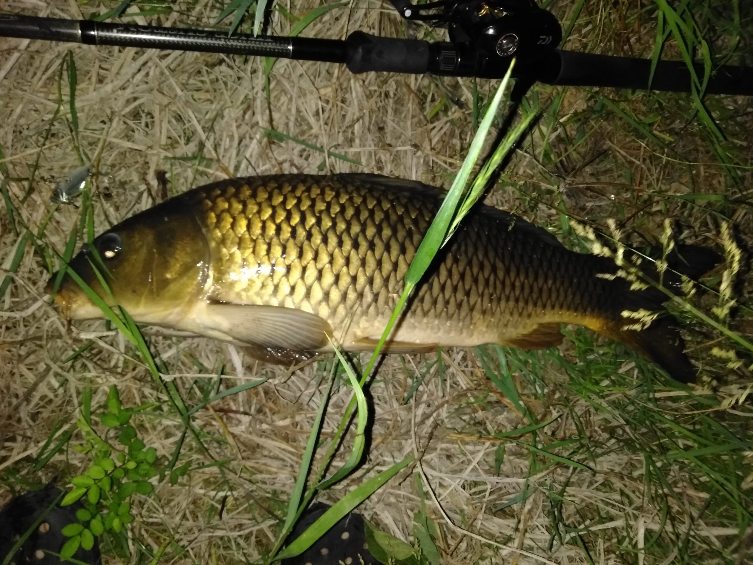 コイ 魚種 Deps Official Hp デプス 公式hp