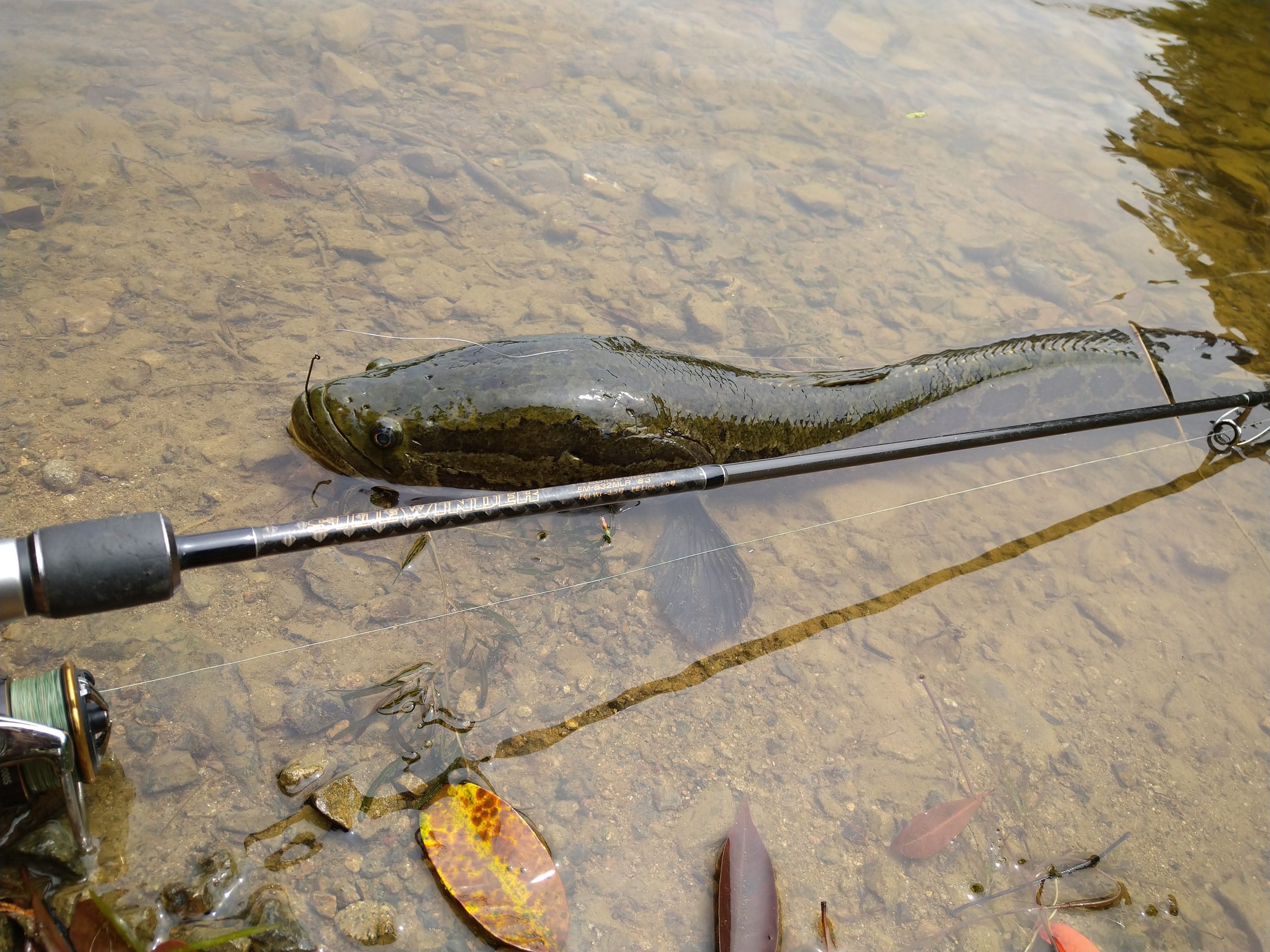 ライギョ 魚種 Deps Official Hp デプス 公式hp ライギョ 魚種 Deps Official Hp デプス 公式hp