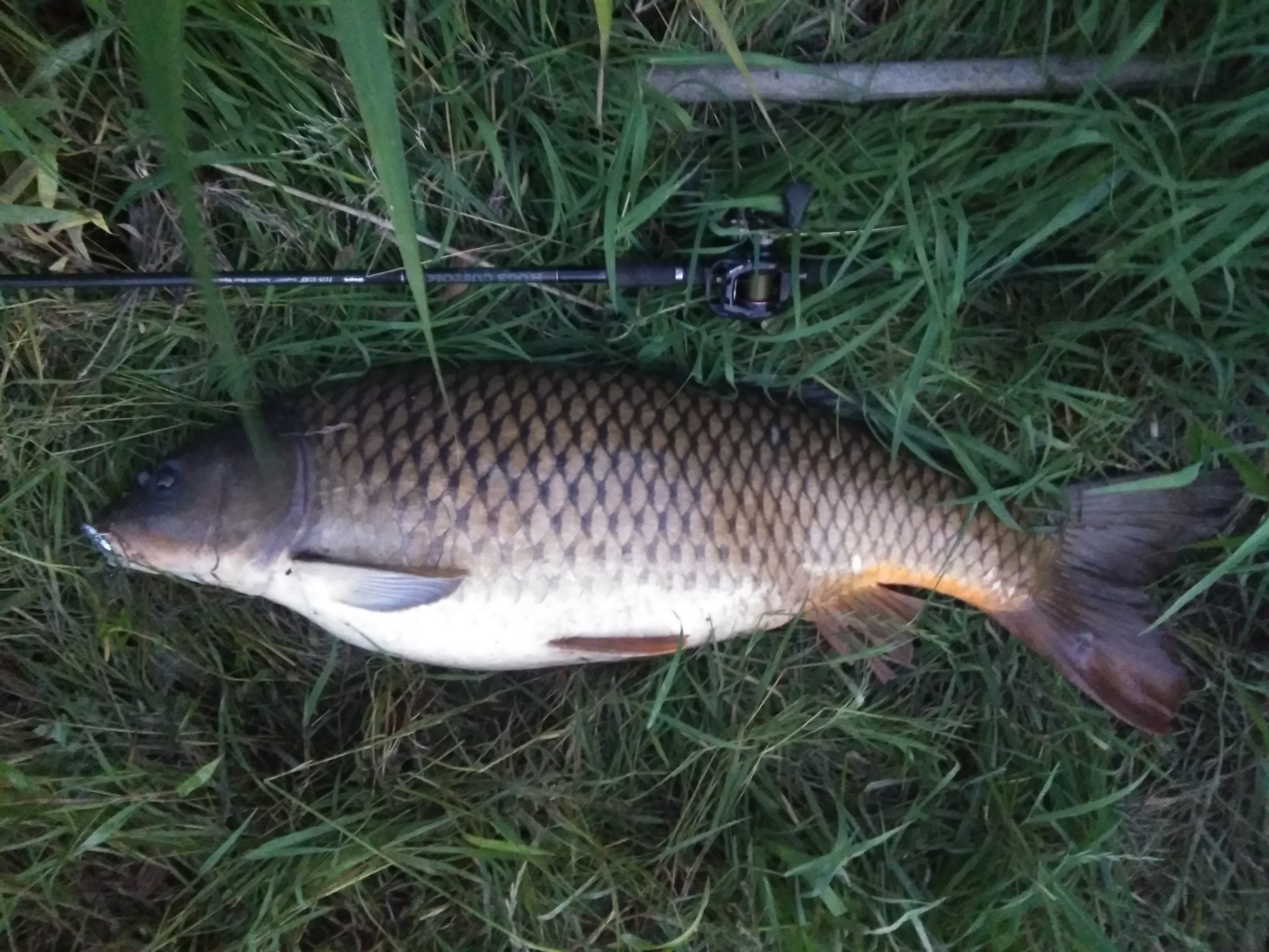 コイ 魚種 Deps Official Hp デプス 公式hp