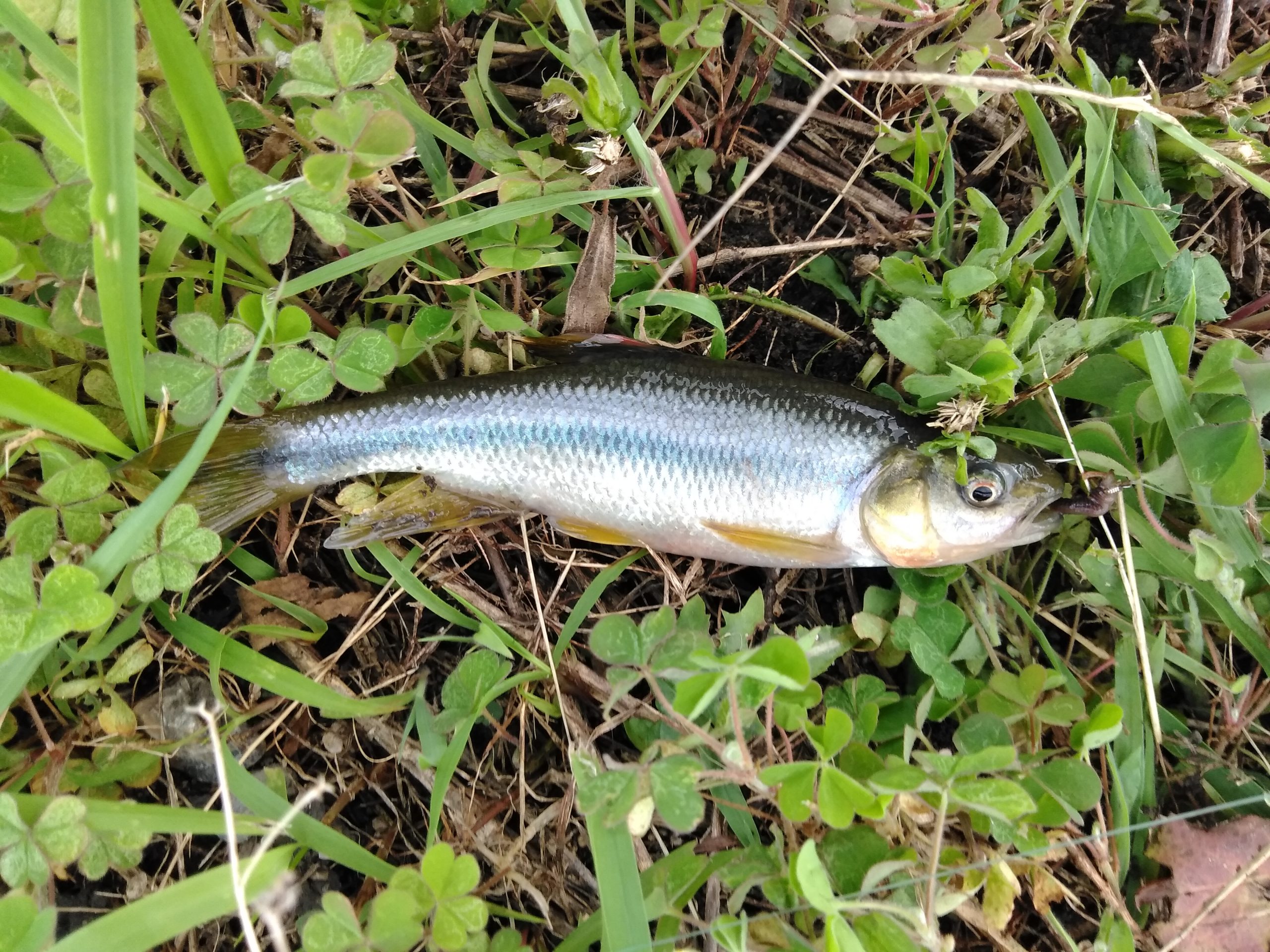 カワムツ | 魚種 | deps OFFICIAL HP | デプス 公式HP