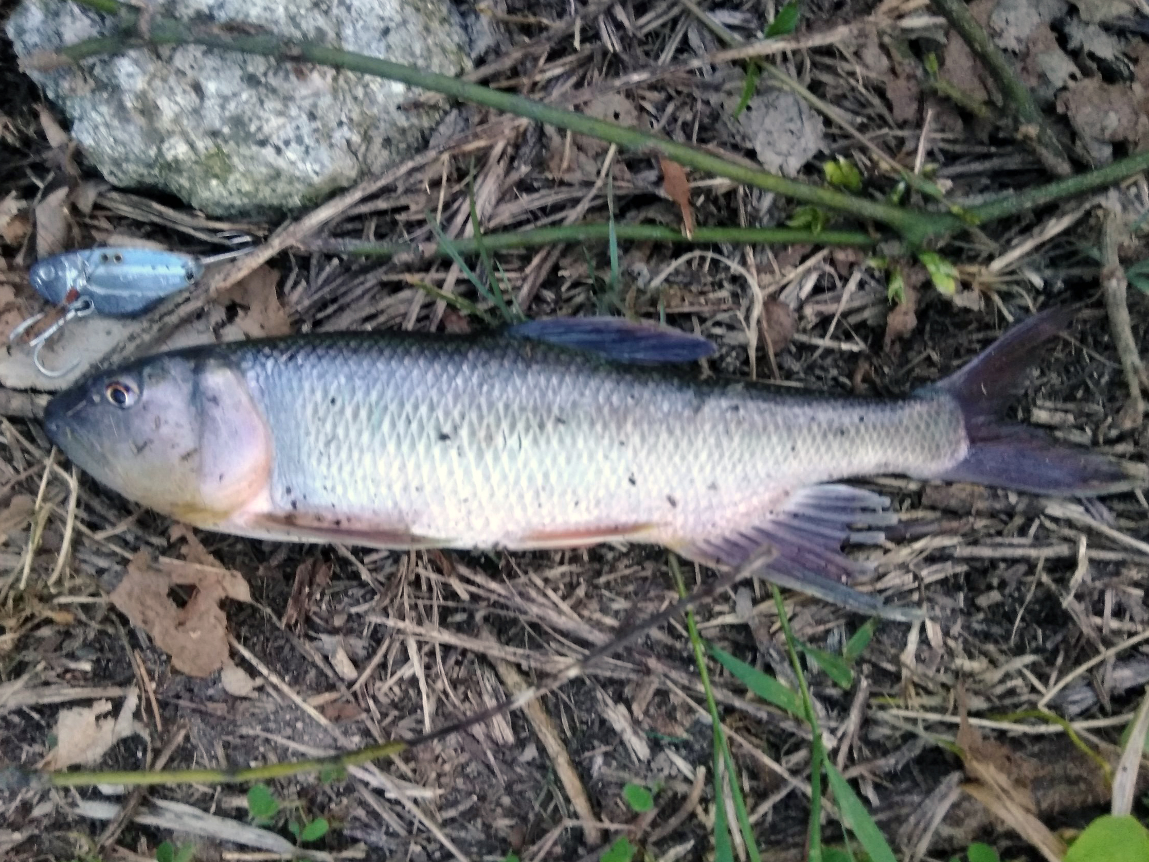 ハス 魚種 Deps Official Hp デプス 公式hp ハス 魚種 Deps Official Hp デプス 公式hp