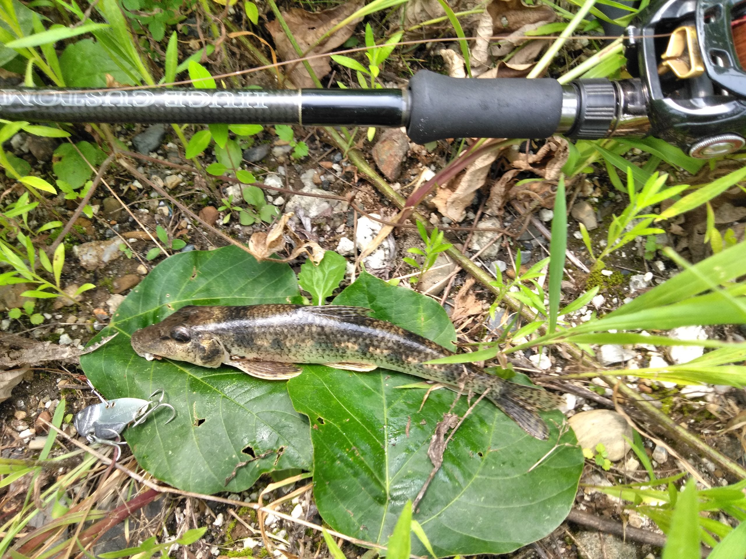 カマツカ 魚種 Deps Official Hp デプス 公式hp カマツカ 魚種 Deps Official Hp デプス 公式hp