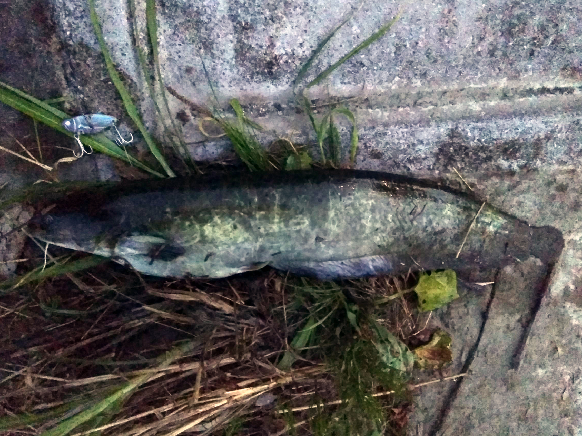 ナマズ 魚種 Deps Official Hp デプス 公式hp