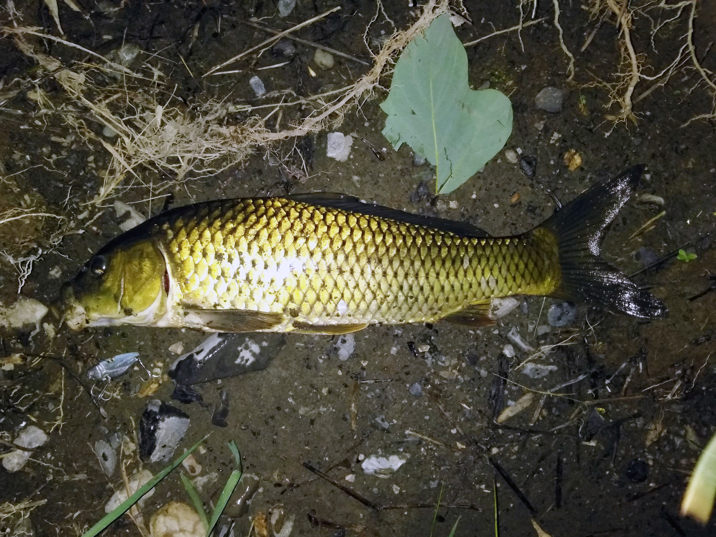 コイ 魚種 Deps Official Hp デプス 公式hp