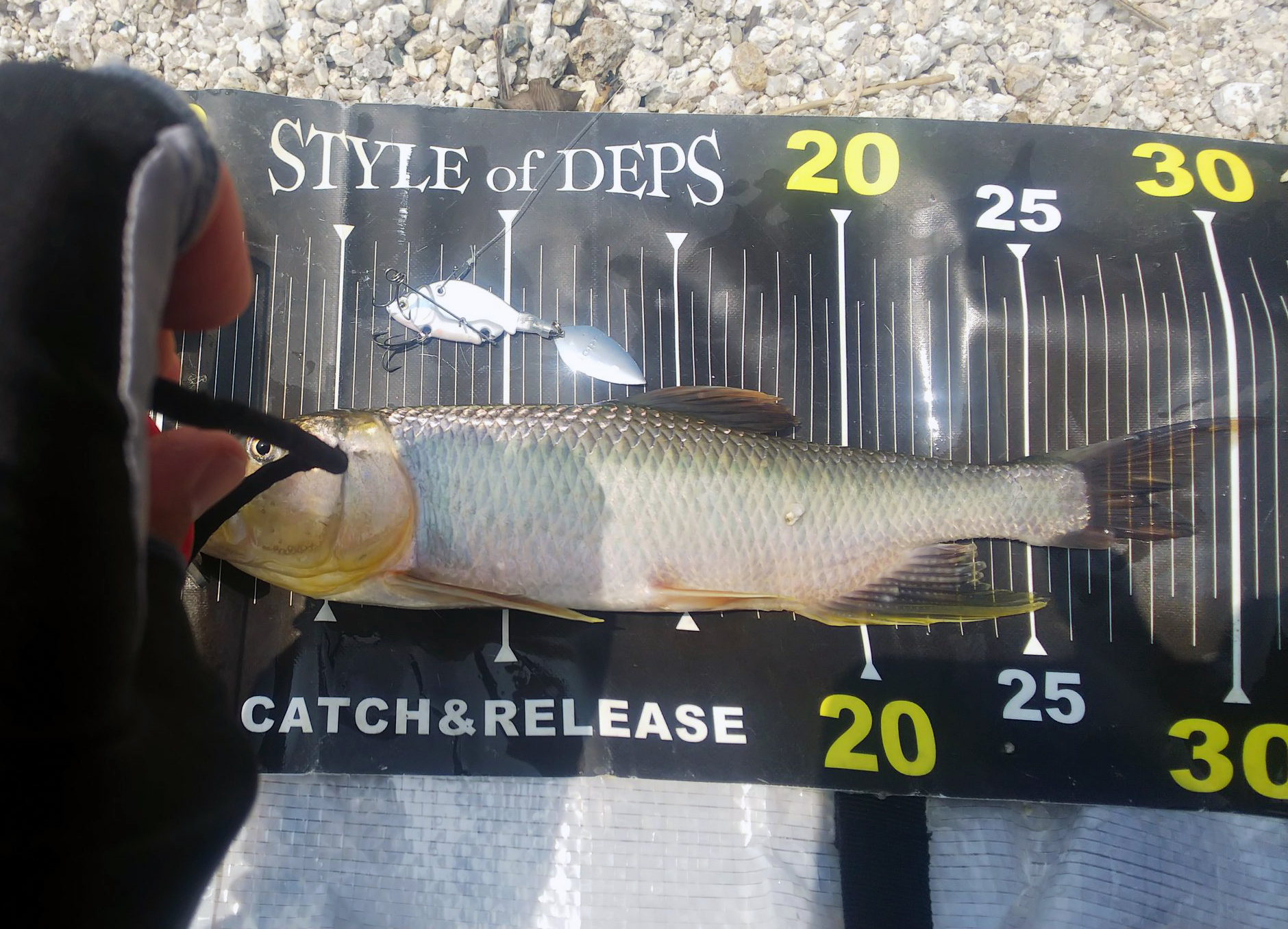最も選択された 口 ハス 魚 Josspixvd3x