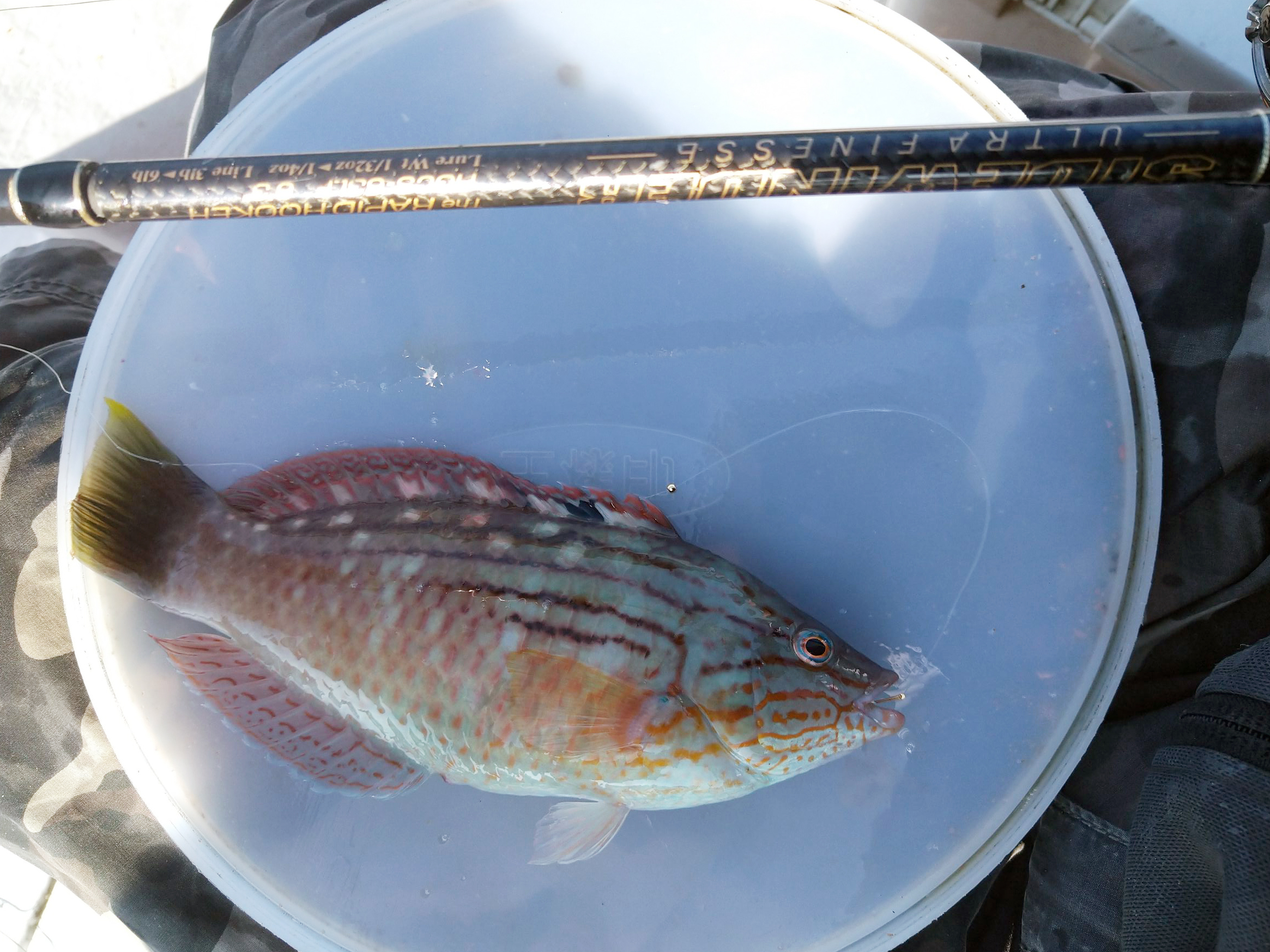 ホシササノハベラ 魚種 Deps Official Hp デプス 公式hp ホシササノハベラ 魚種 Deps Official Hp デプス 公式hp