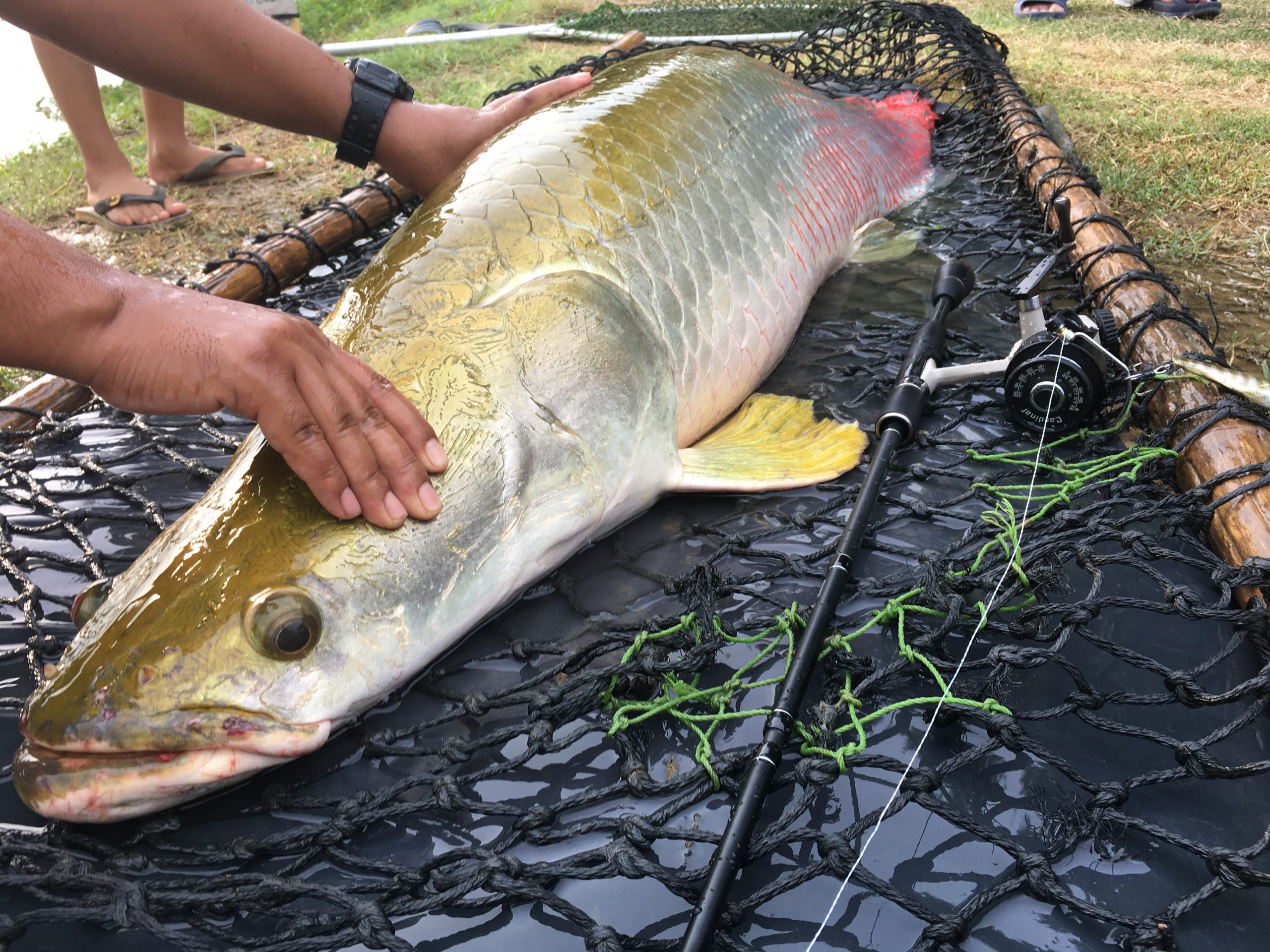 ピラルク 魚種 Deps Official Hp デプス 公式hp ピラルク 魚種 Deps Official Hp デプス 公式hp