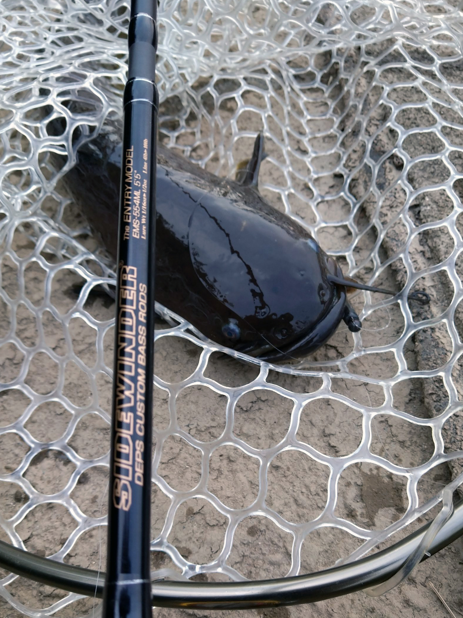 逆さナマズ: 魚種のプロフィール