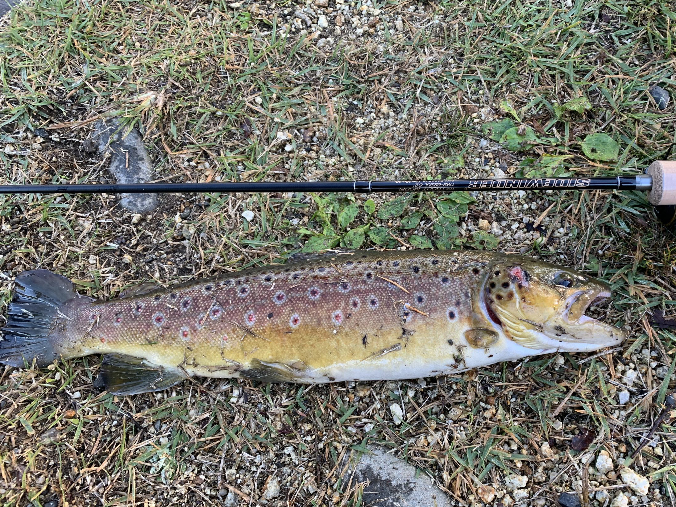 デプス サイドワインダー トラウトモデル デプス サイドワインダー トラウトモデル