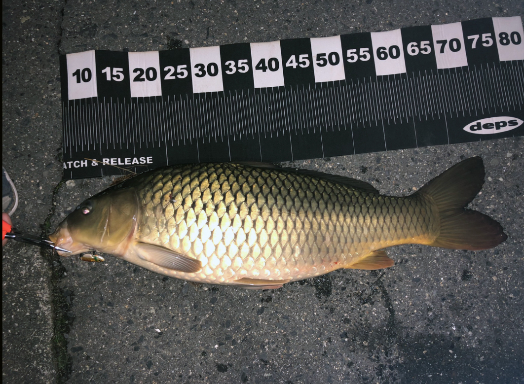 コイ 魚種 Deps Official Hp デプス 公式hp コイ 魚種 Deps Official Hp デプス 公式hp