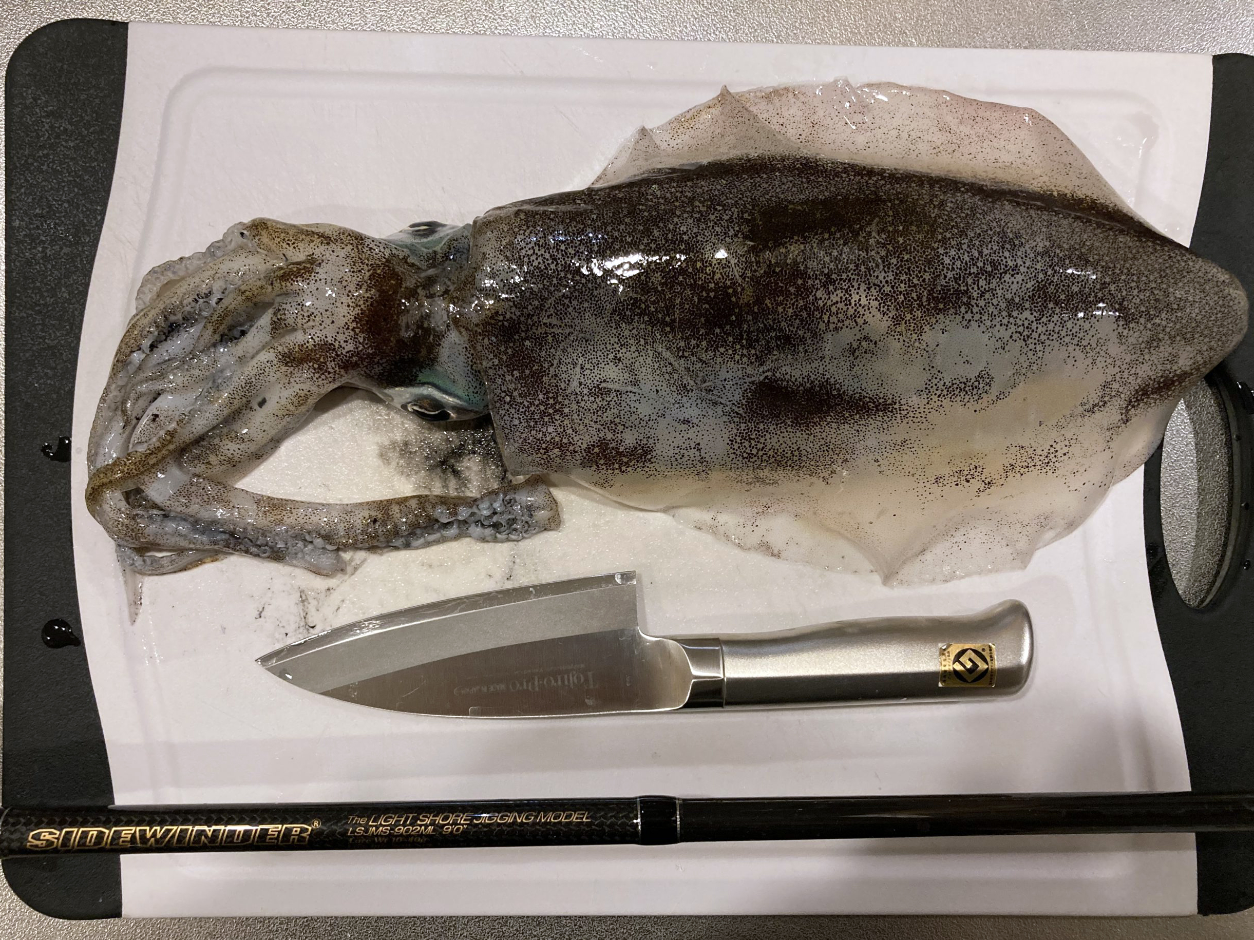 アオリイカ 魚種 Deps Official Hp デプス 公式hp アオリイカ 魚種 Deps Official Hp デプス 公式hp