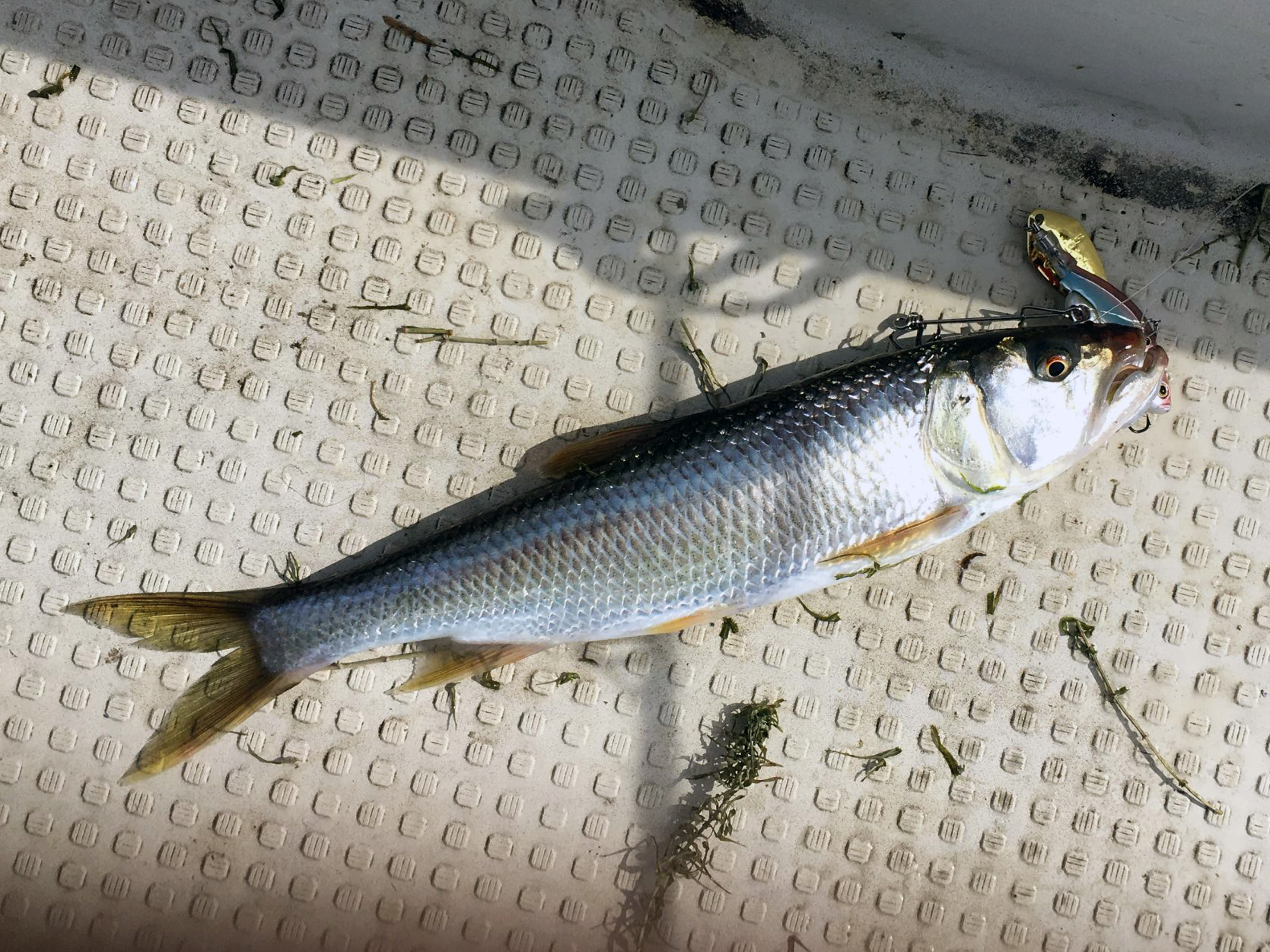 ハス 魚種 Deps Official Hp デプス 公式hp ハス 魚種 Deps Official Hp デプス 公式hp