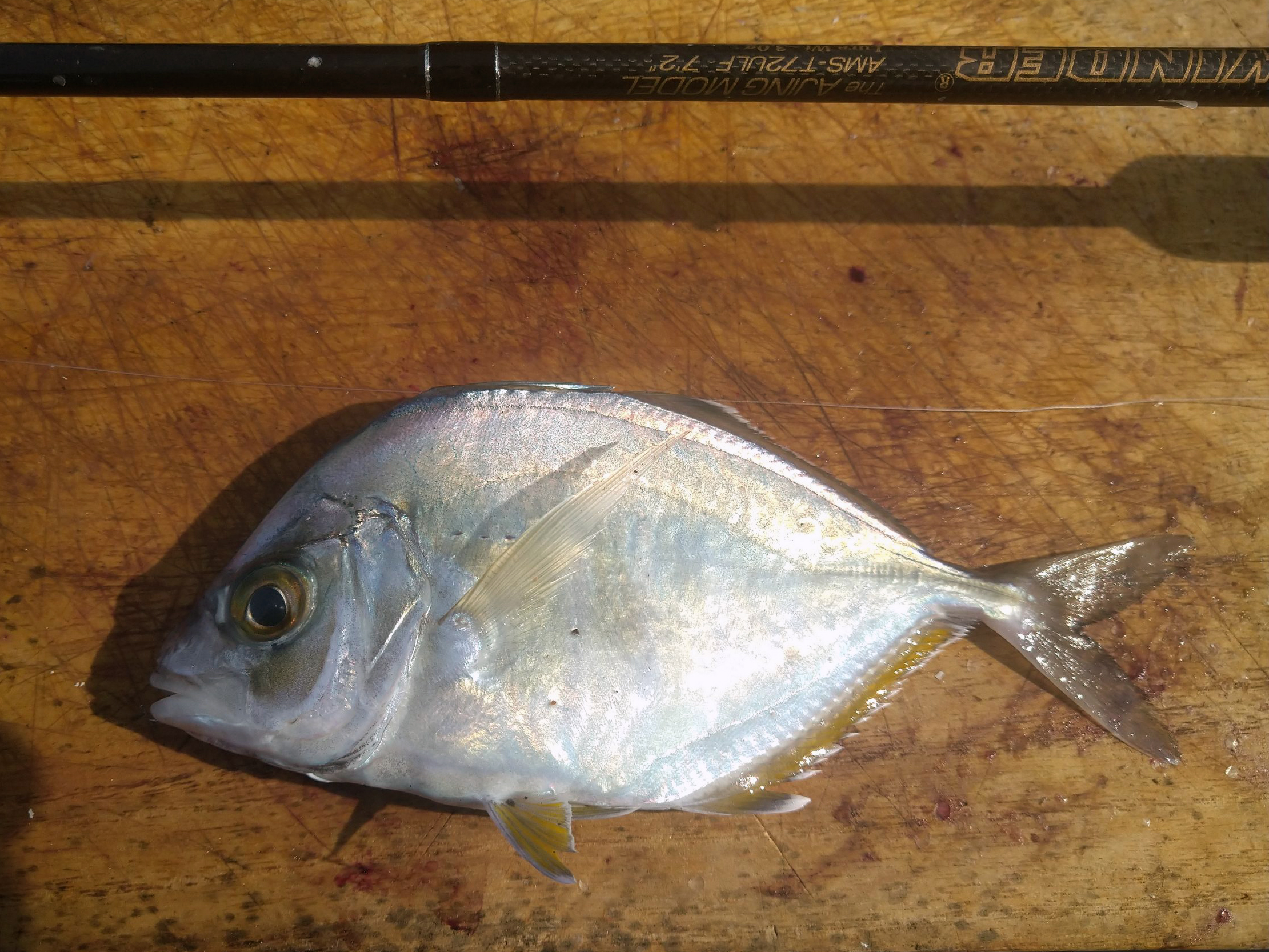 カイワリ 魚種 Deps Official Hp デプス 公式hp カイワリ 魚種 Deps Official Hp デプス 公式hp