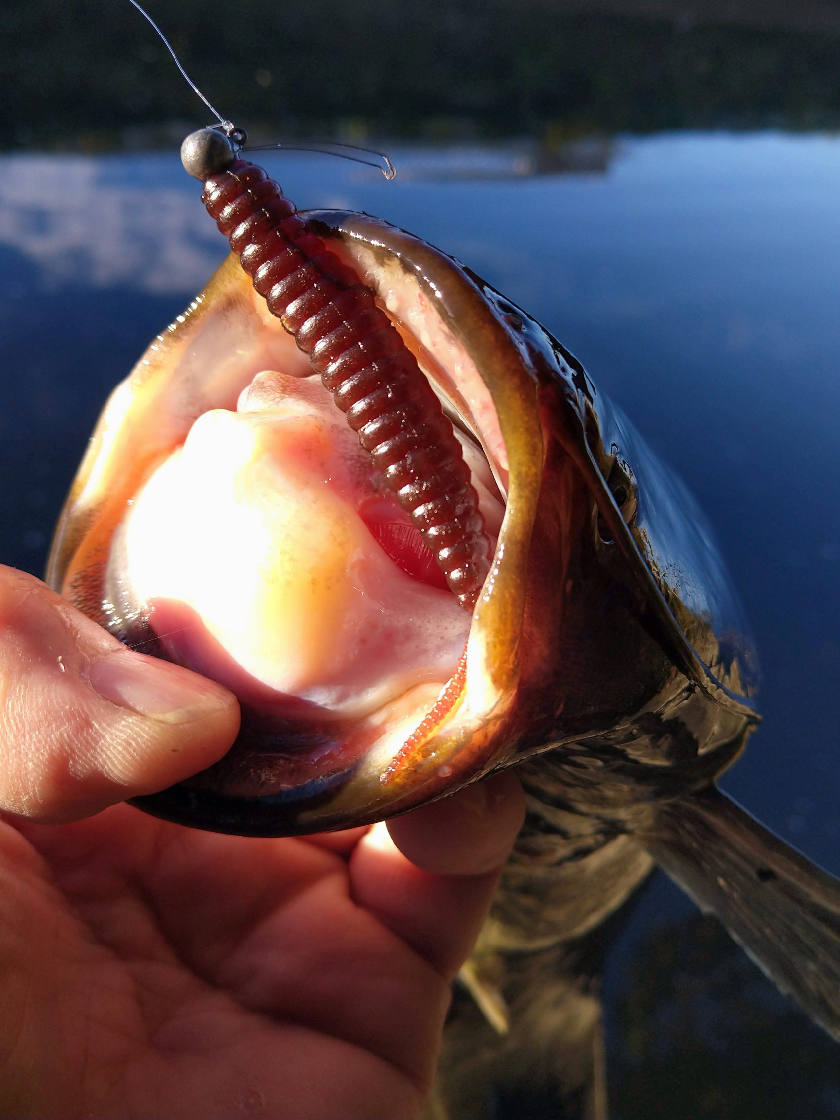 ナマズ 魚種 Deps Official Hp デプス 公式hp