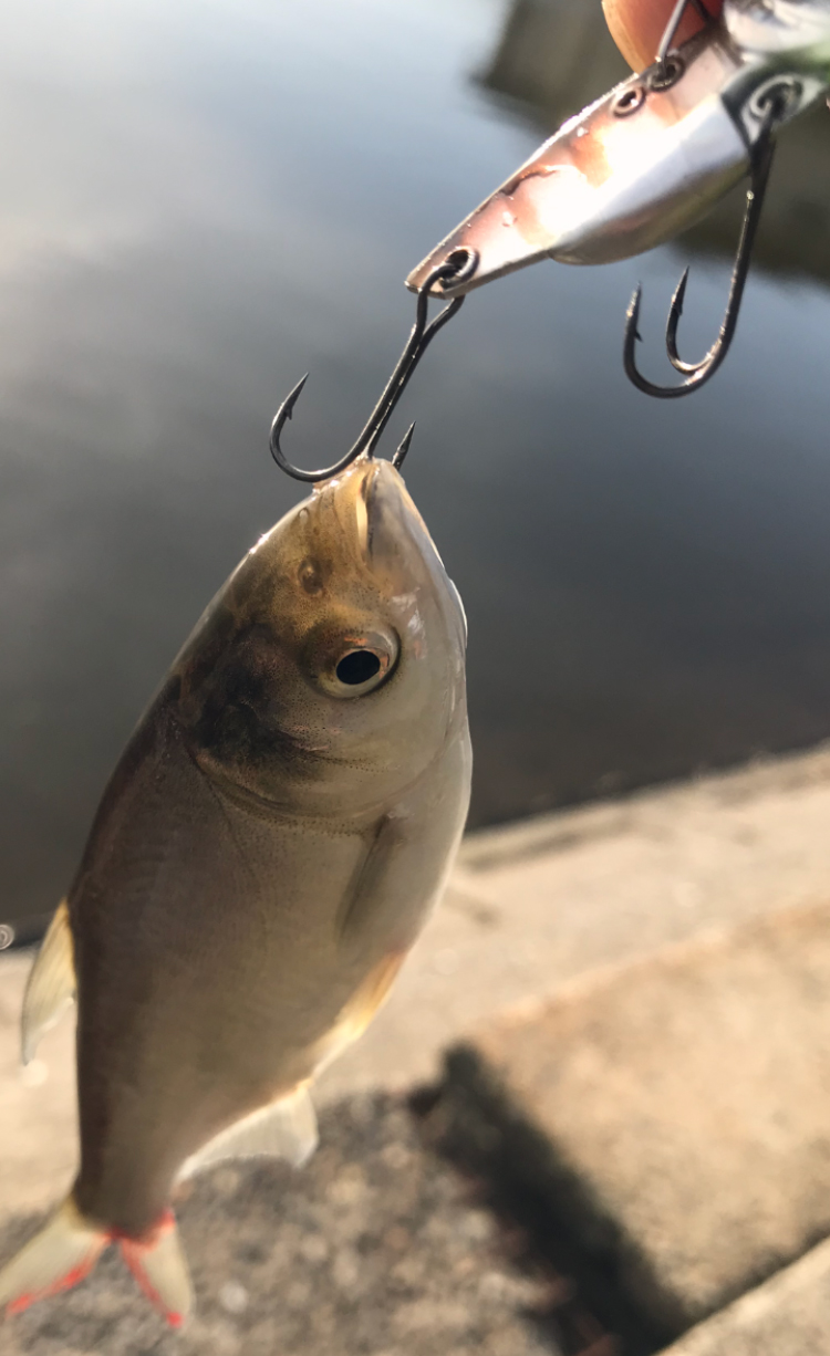 ハクレン 魚種 Deps Official Hp デプス 公式hp ハクレン 魚種 Deps Official Hp デプス 公式hp