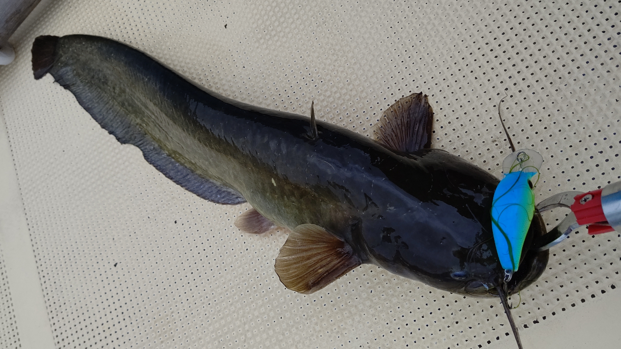 ナマズ 魚種 Deps Official Hp デプス 公式hp ナマズ 魚種 Deps Official Hp デプス 公式hp