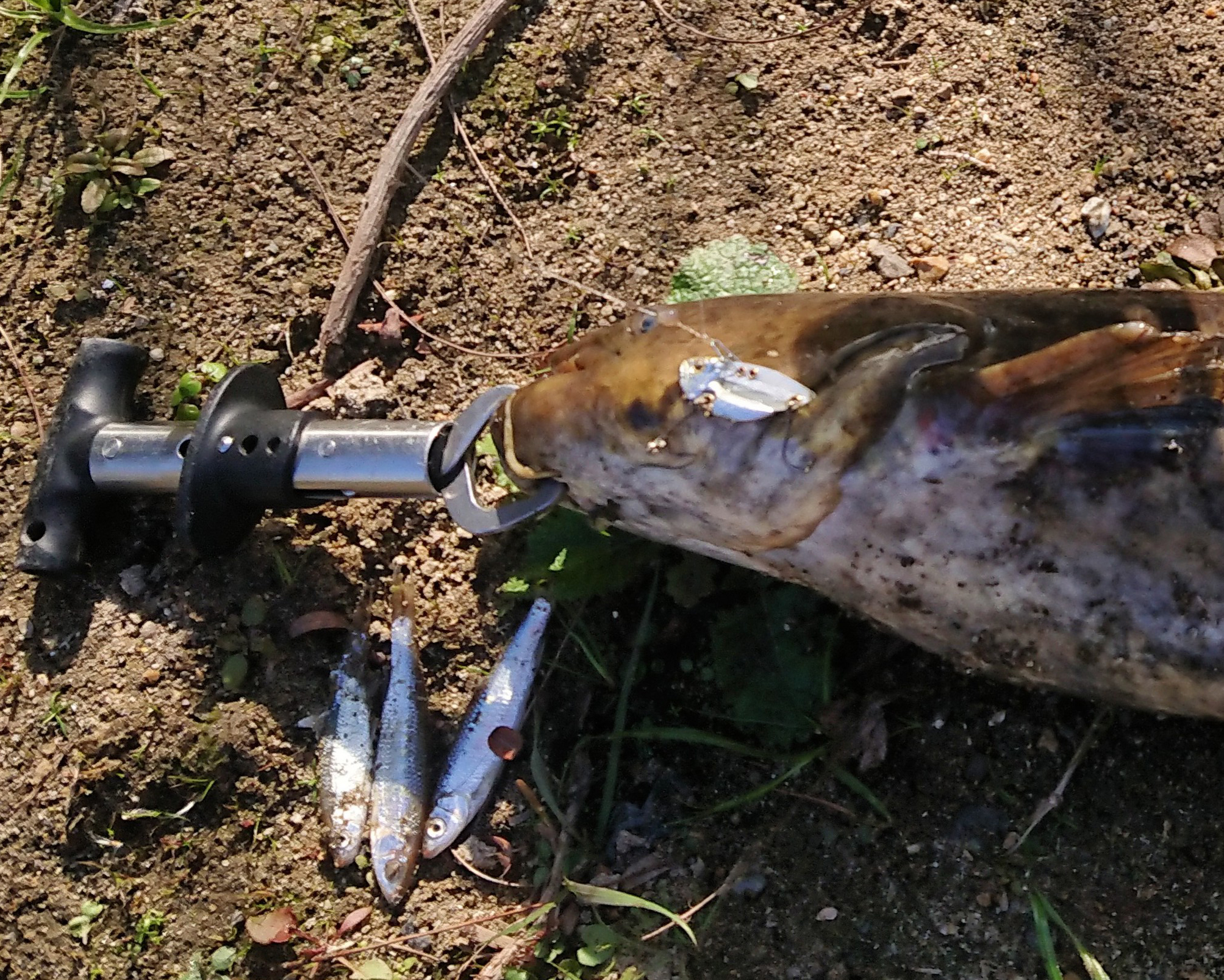 逆さナマズ: 魚種のプロフィール