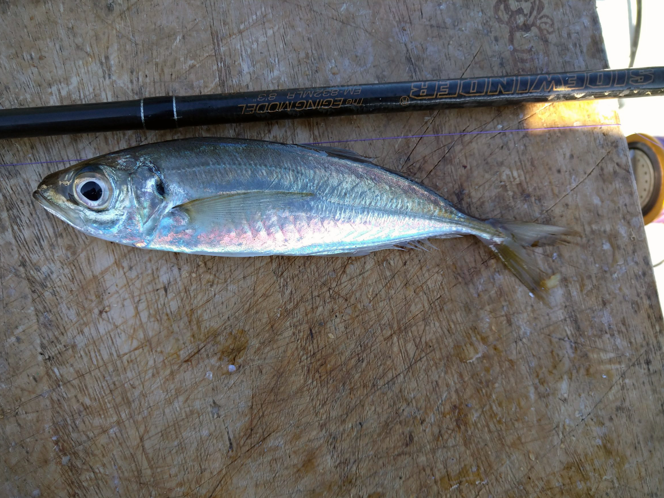 マアジ 魚種 Deps Official Hp デプス 公式hp