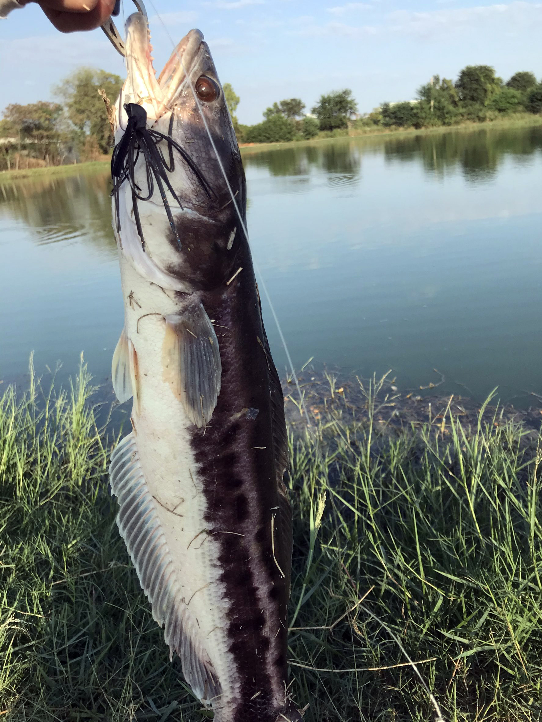 ジャイアントスネークヘッド 魚種 Deps Official Hp デプス 公式hp ジャイアントスネークヘッド 魚種 Deps Official Hp デプス 公式hp