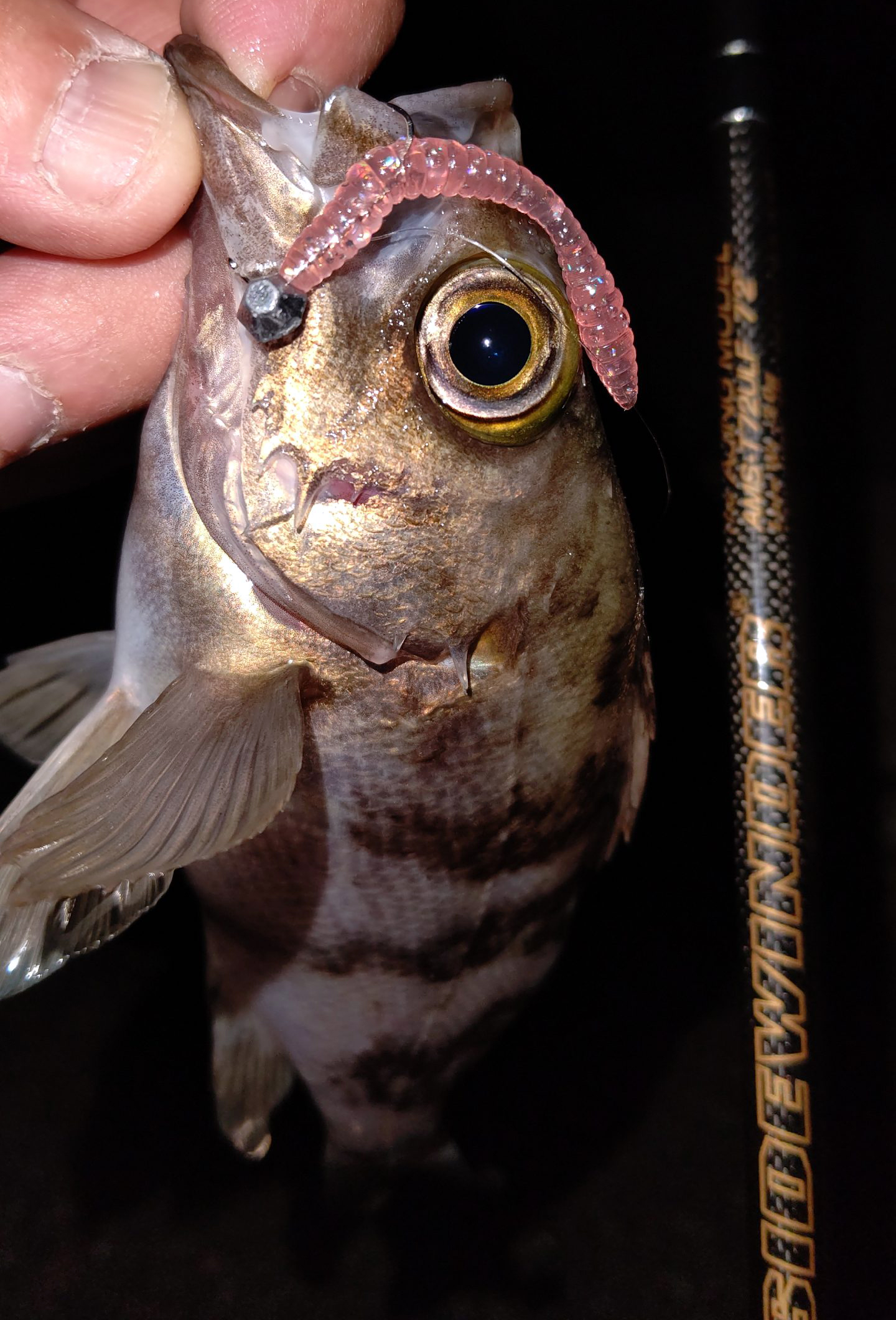 メバル 魚種 Deps Official Hp デプス 公式hp