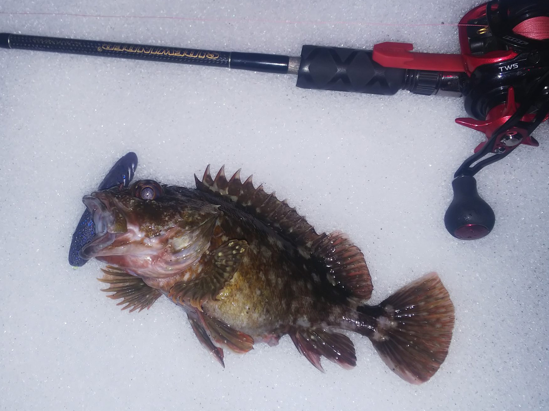 カサゴ 魚種 Deps Official Hp デプス 公式hp カサゴ 魚種 Deps Official Hp デプス 公式hp
