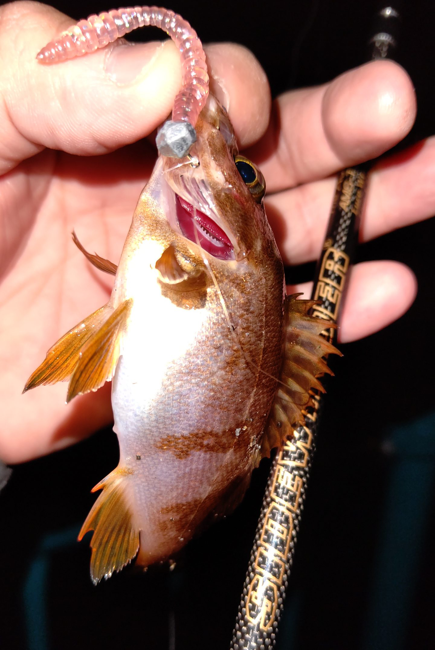 メバル 魚種 Deps Official Hp デプス 公式hp