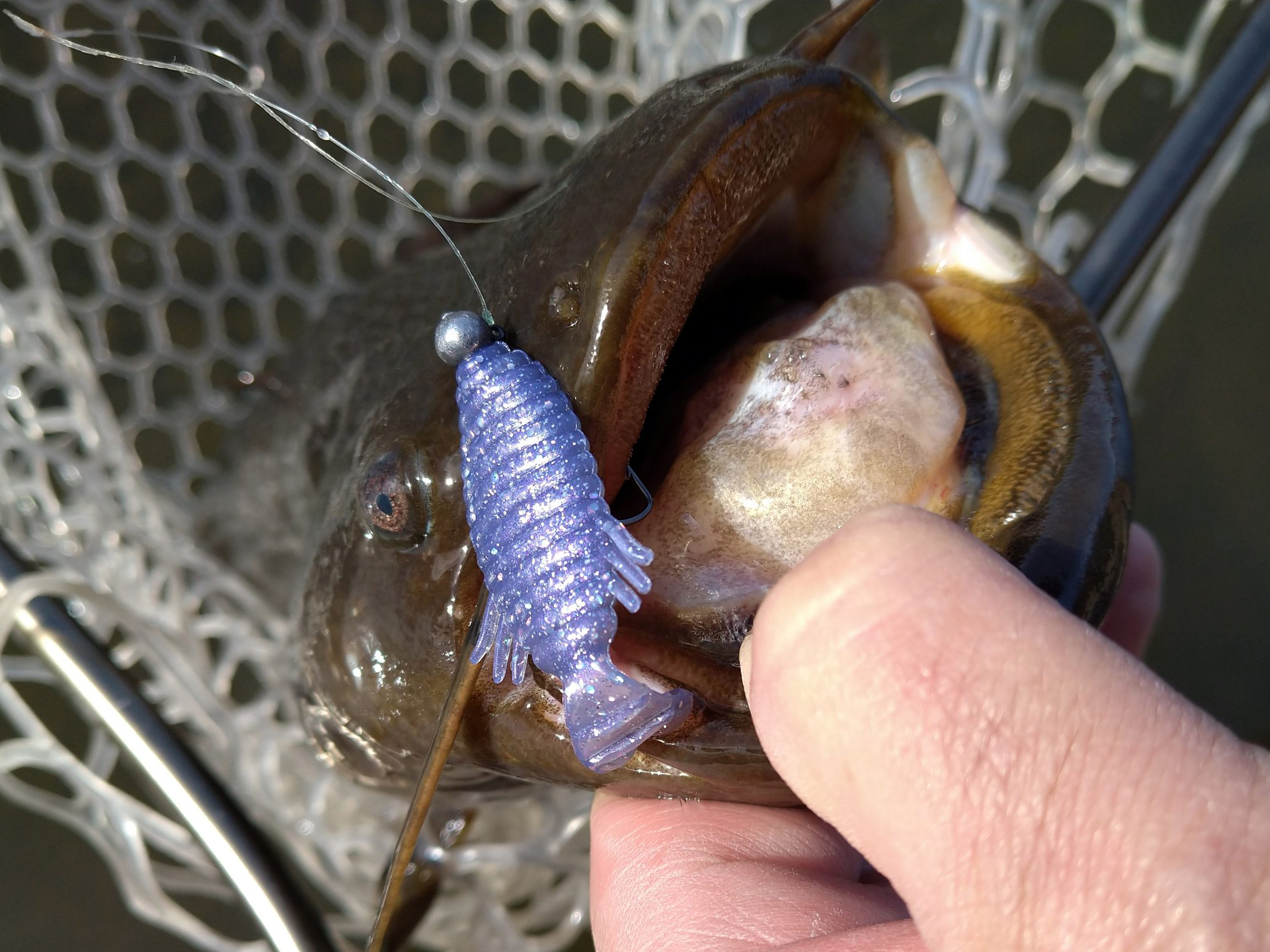 ナマズ 魚種 Deps Official Hp デプス 公式hp
