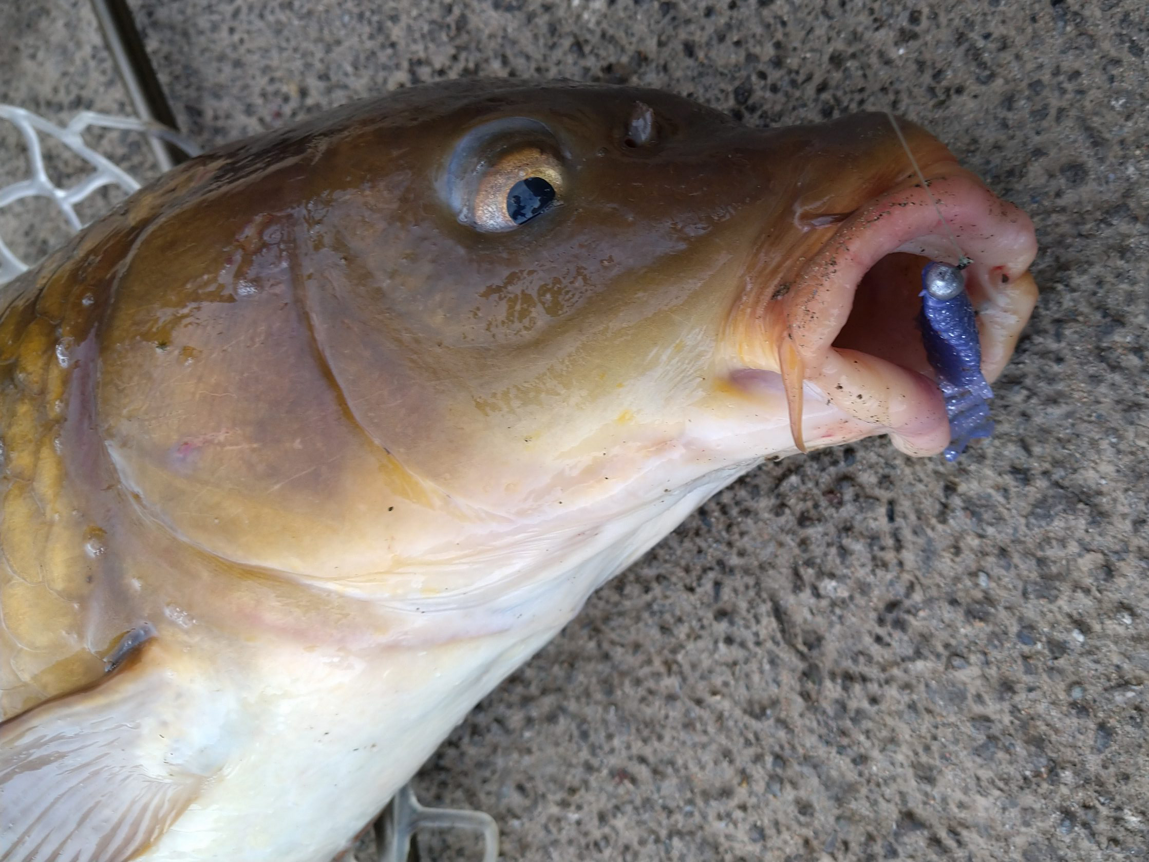コイ 魚種 Deps Official Hp デプス 公式hp コイ 魚種 Deps Official Hp デプス 公式hp