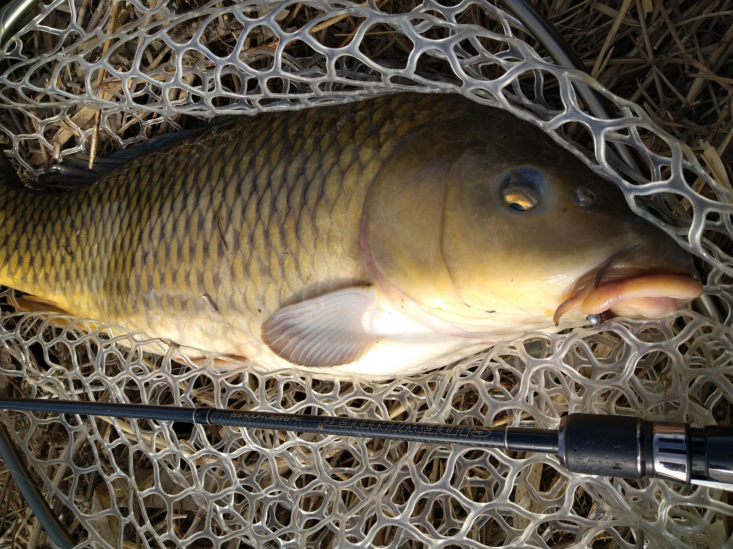 コイ 魚種 Deps Official Hp デプス 公式hp コイ 魚種 Deps Official Hp デプス 公式hp