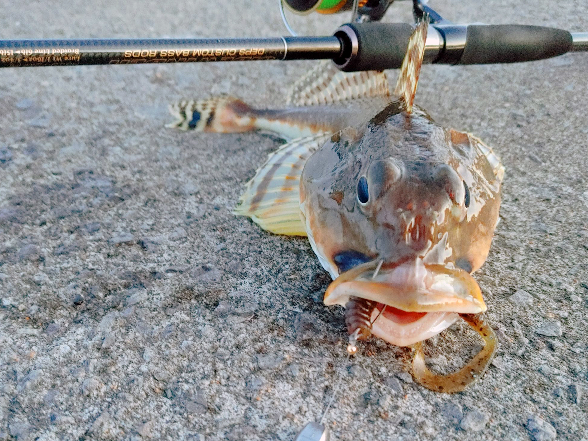 ツマグロカジカ 魚種 Deps Official Hp デプス 公式hp ツマグロカジカ 魚種 Deps Official Hp デプス 公式hp