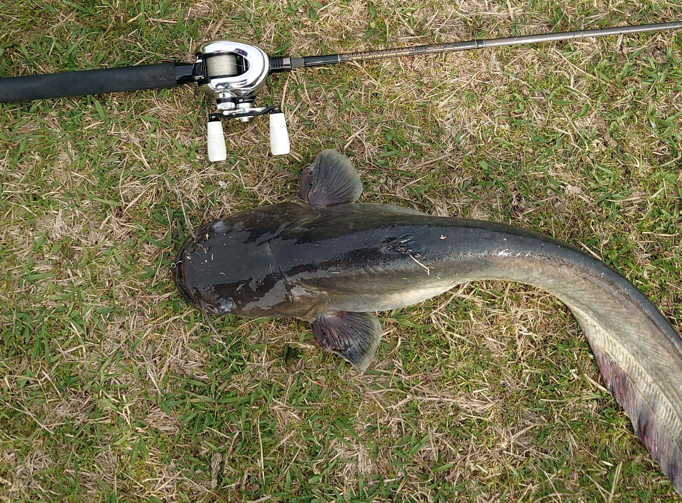 ビワコオオナマズ 魚種 Deps Official Hp デプス 公式hp ビワコオオナマズ 魚種 Deps Official Hp デプス 公式hp