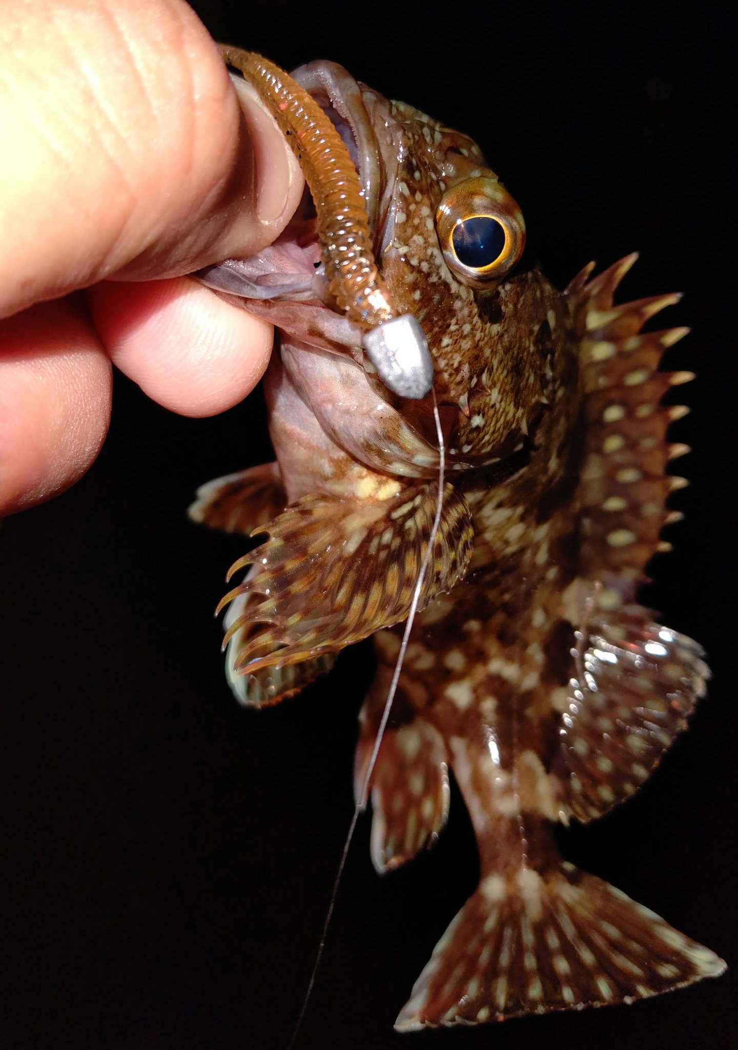 カサゴ 魚種 Deps Official Hp デプス 公式hp