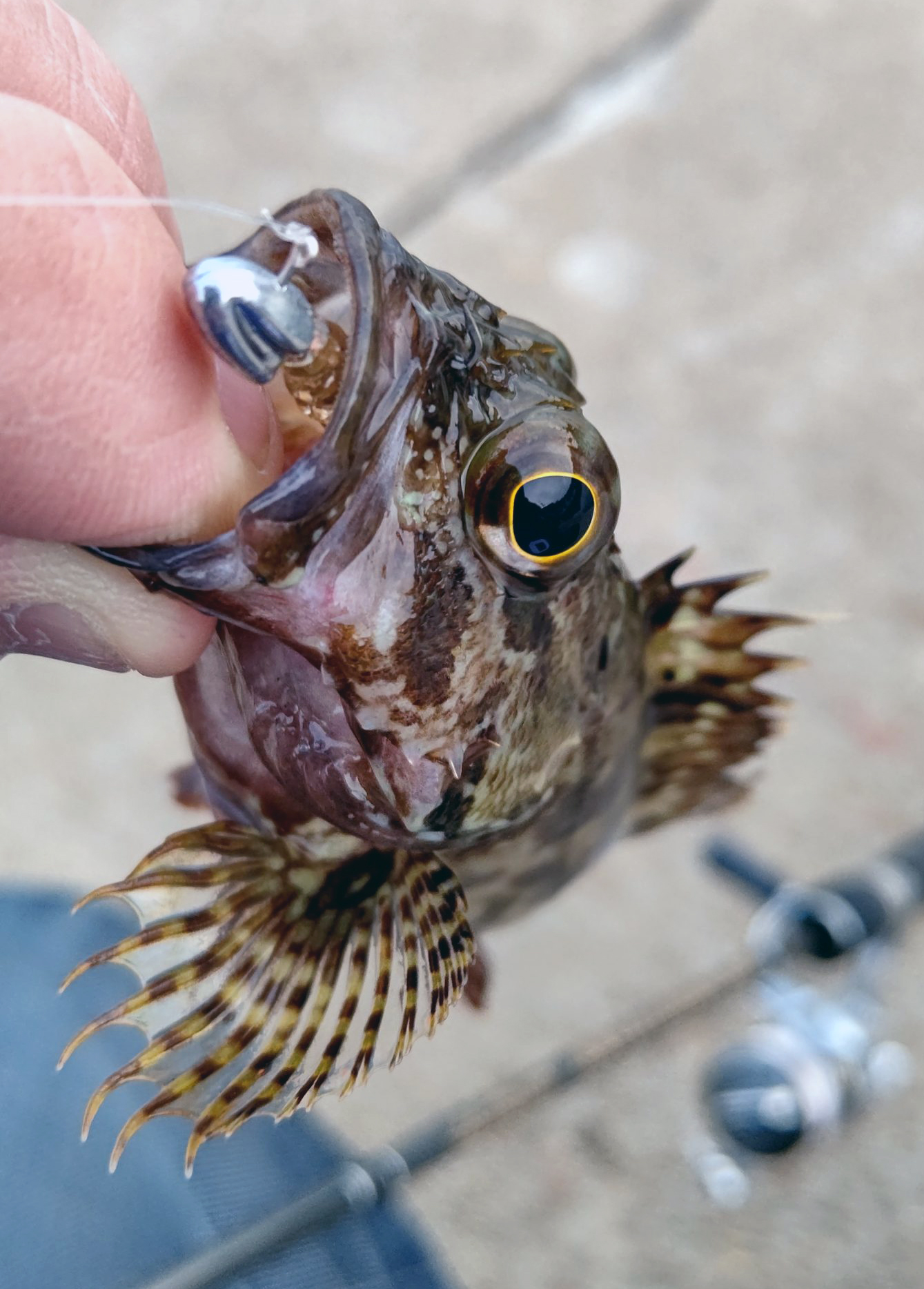 カサゴ 魚種 Deps Official Hp デプス 公式hp