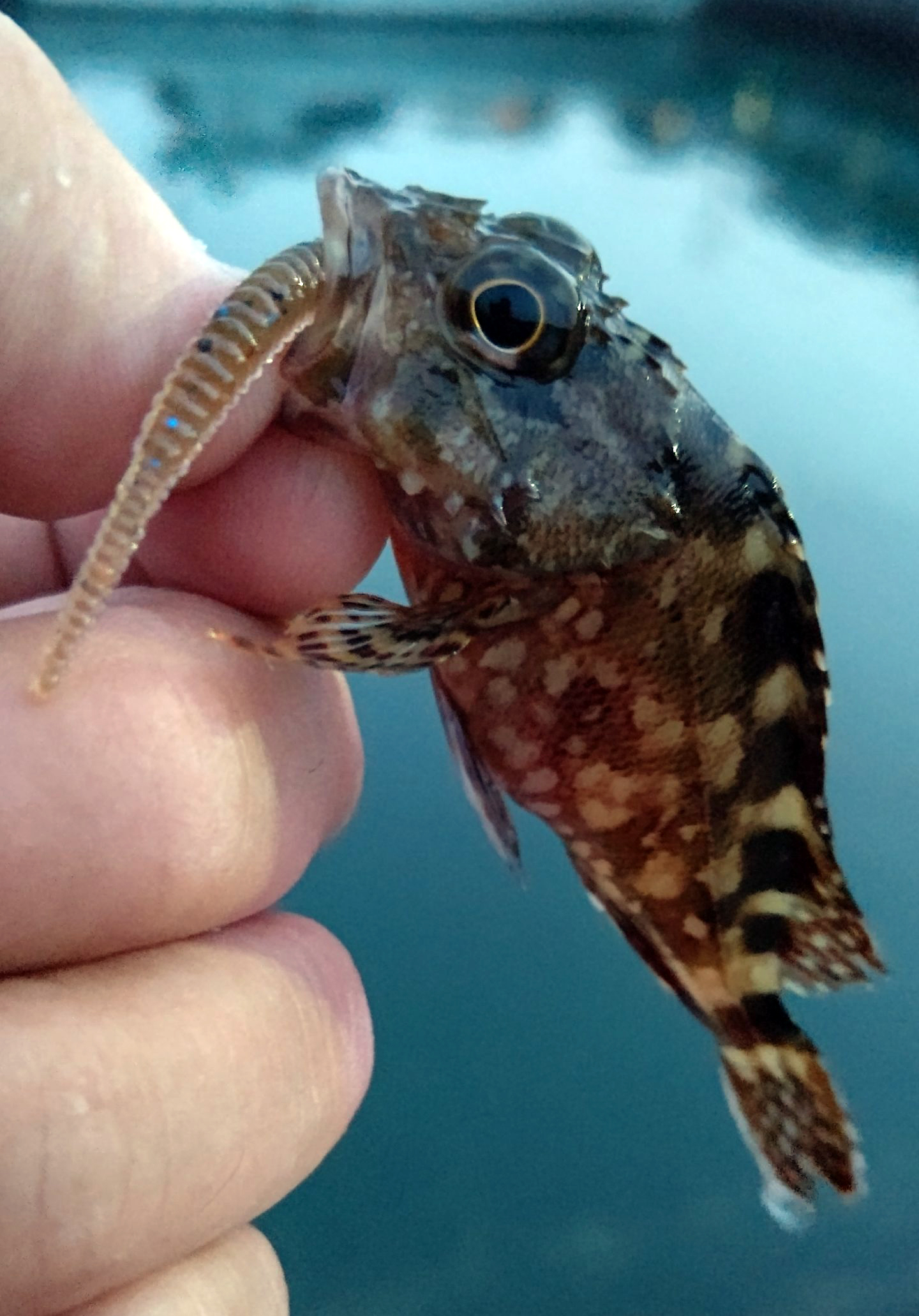 カサゴ 魚種 Deps Official Hp デプス 公式hp