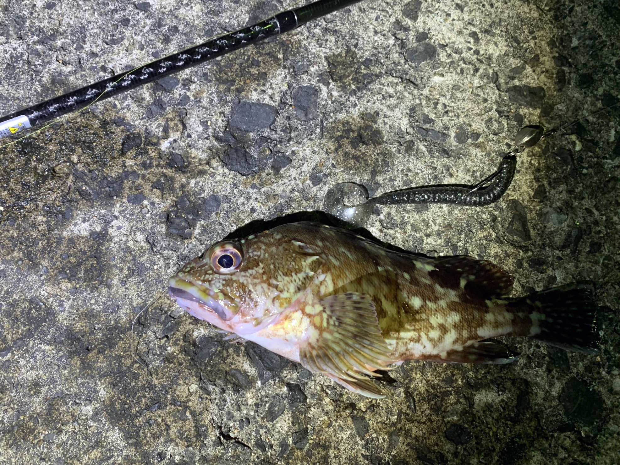 カサゴ 魚種 Deps Official Hp デプス 公式hp