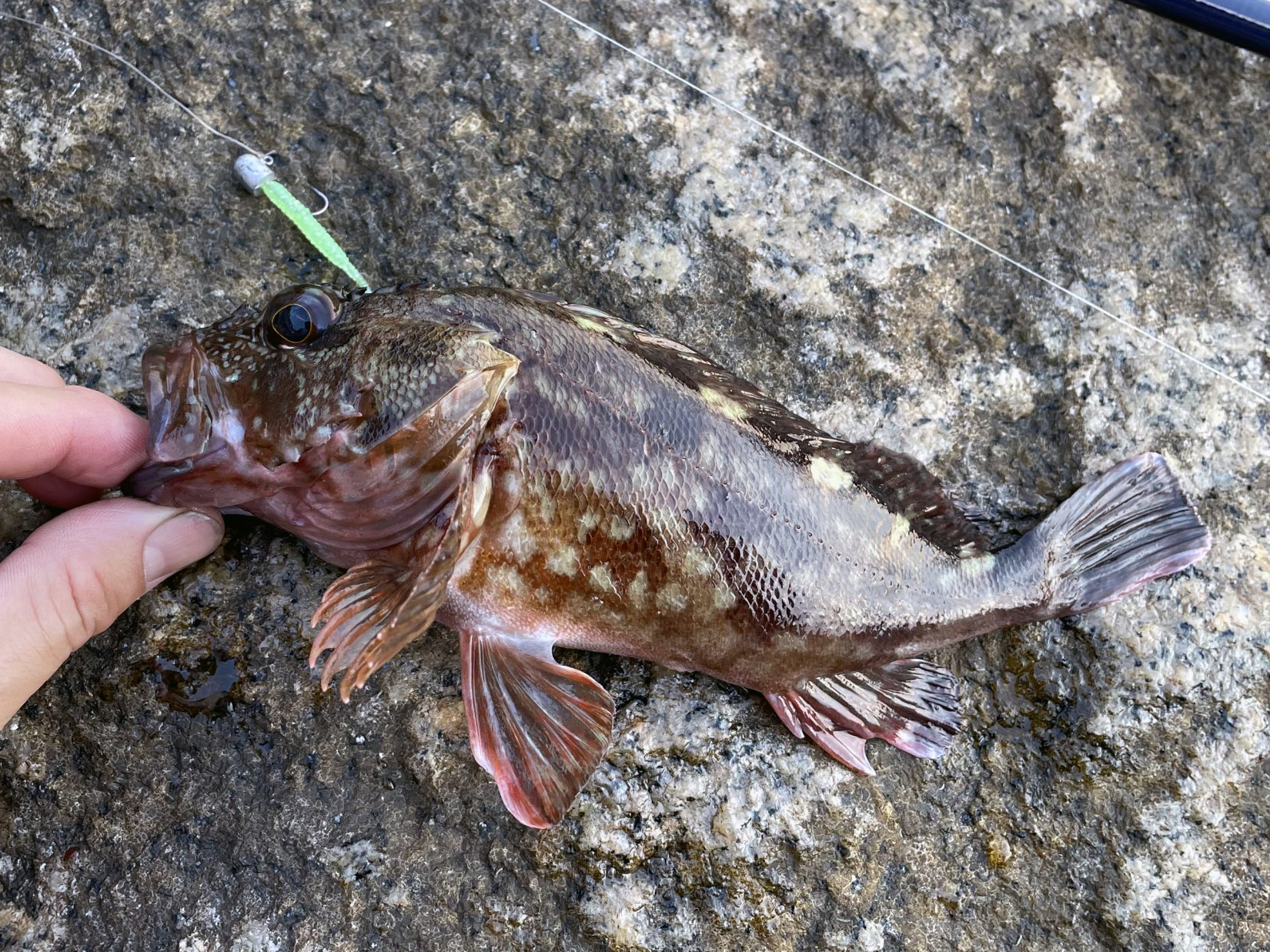 カサゴ 魚種 Deps Official Hp デプス 公式hp