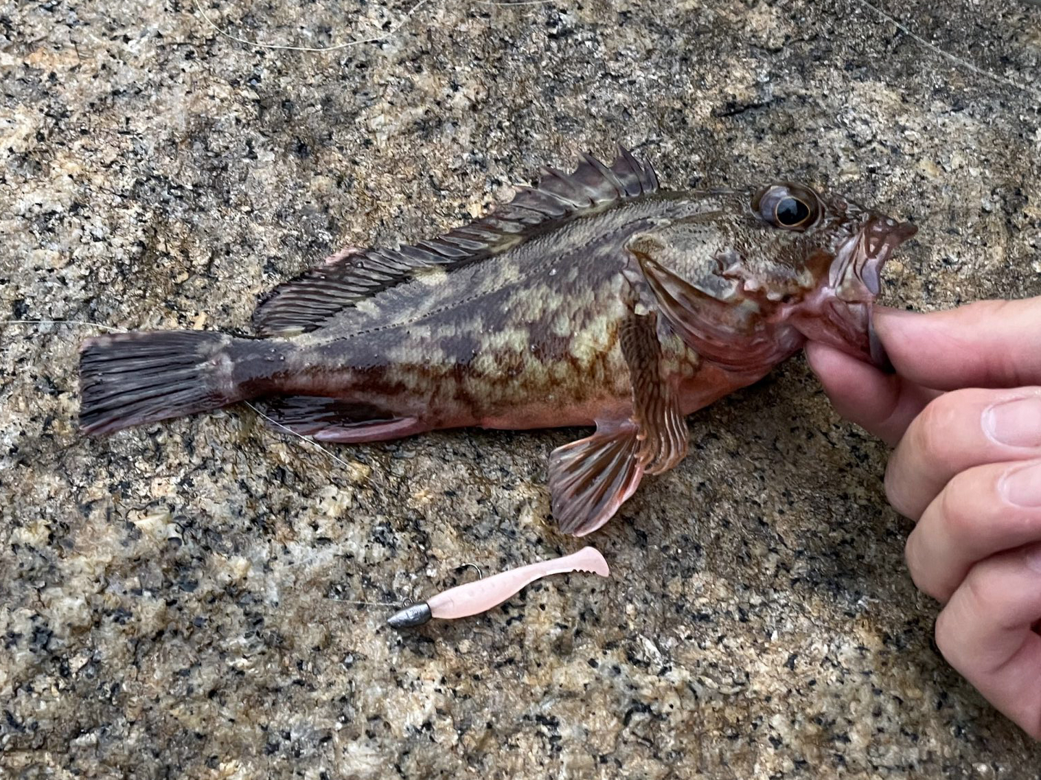 カサゴ 魚種 Deps Official Hp デプス 公式hp