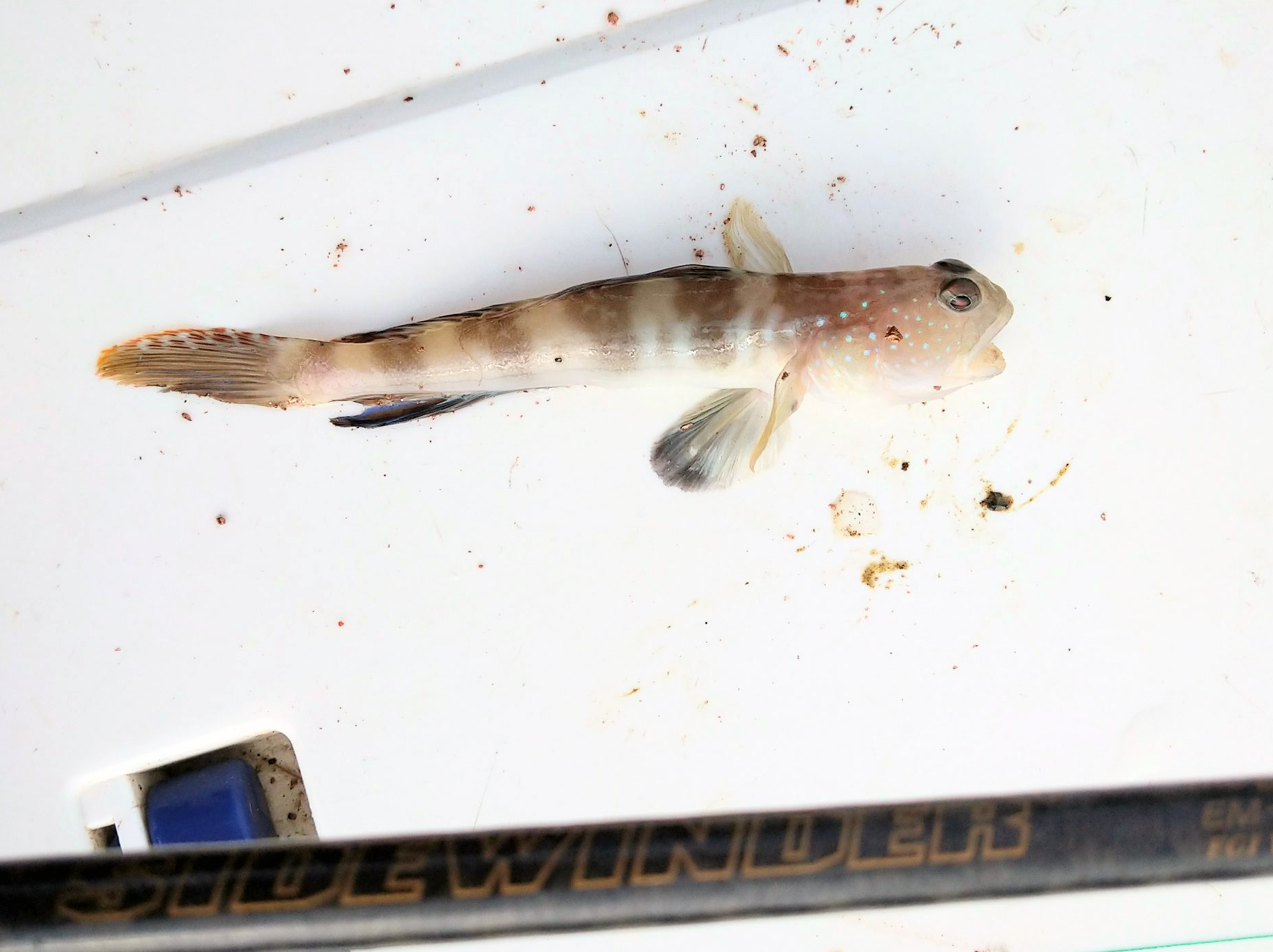 イトヒキハゼ 魚種 Deps Official Hp デプス 公式hp