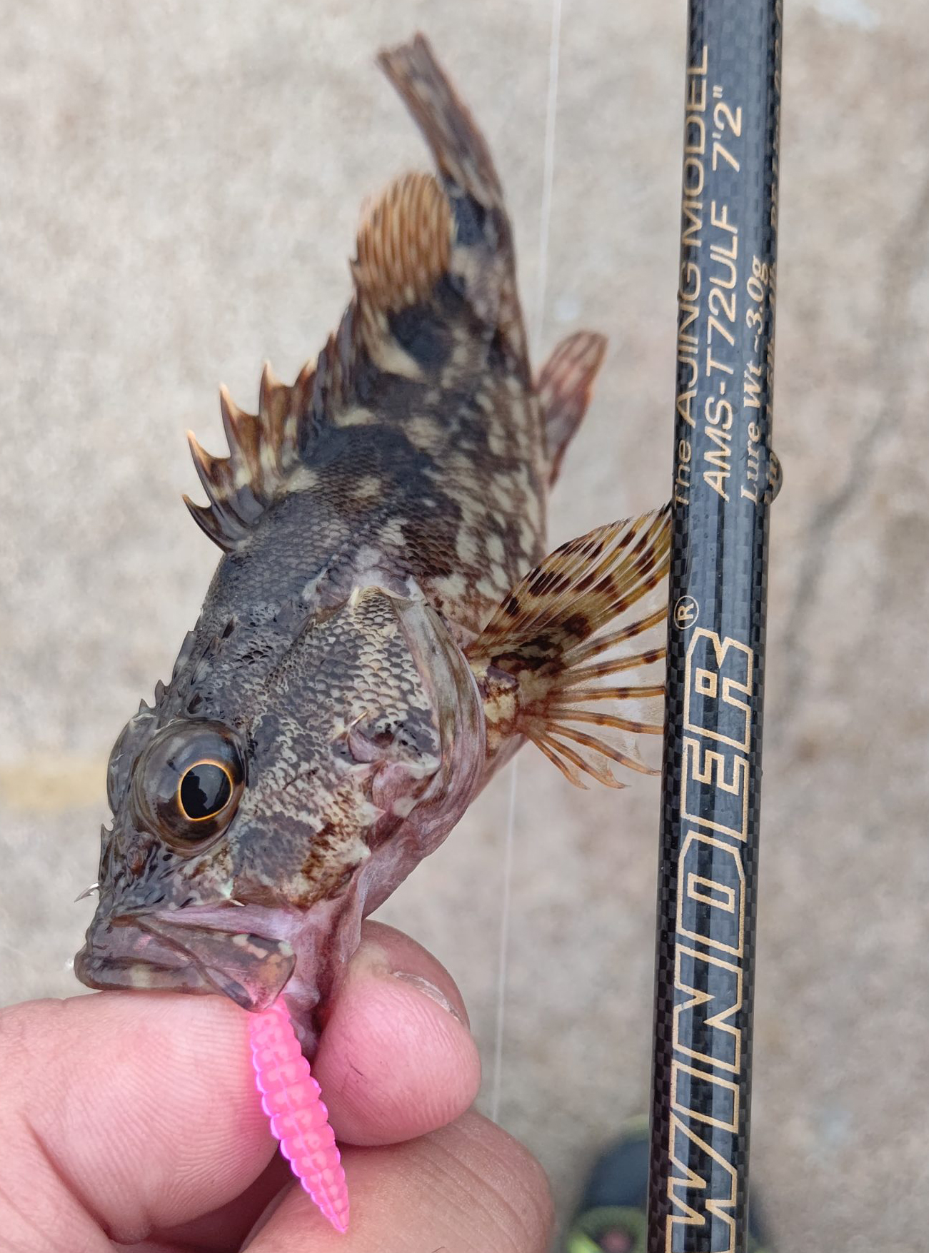 カ行 魚種 Deps Official Hp デプス 公式hp