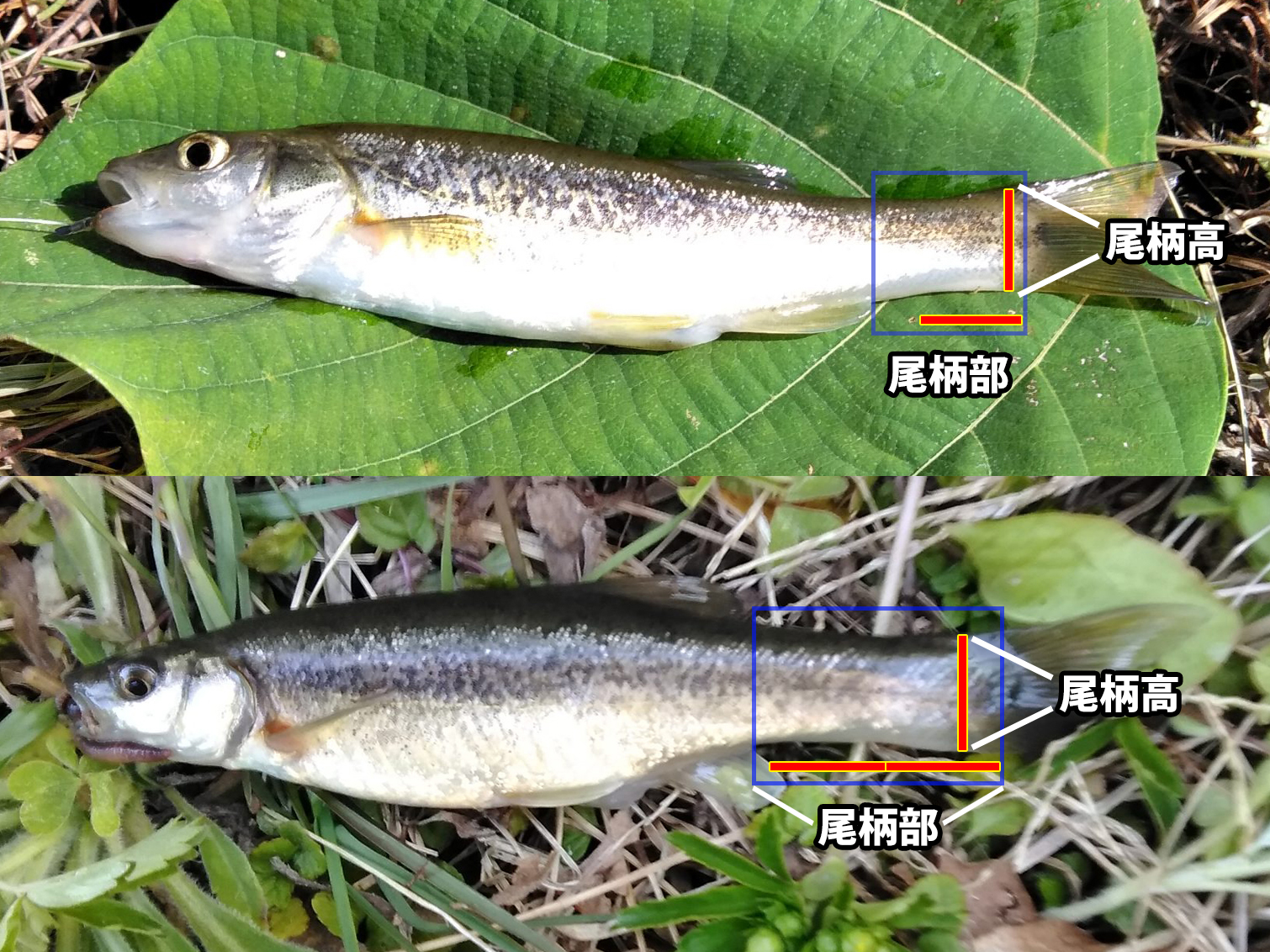 タカハヤ 魚種 Deps Official Hp デプス 公式hp