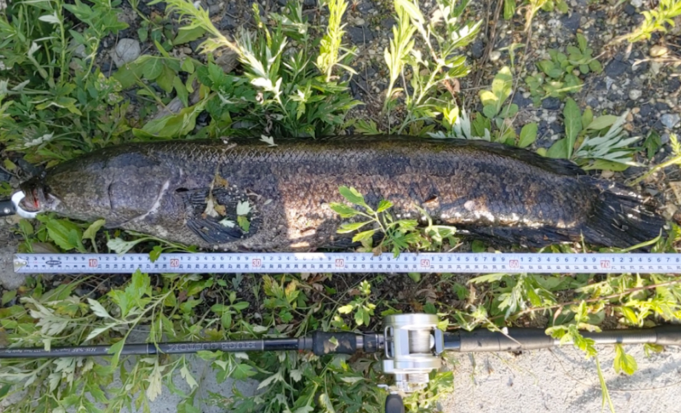 カスタムロッド59雷魚 怪魚 Www Vetrepro Fr カスタムロッド59雷魚 怪魚 Www Vetrepro Fr