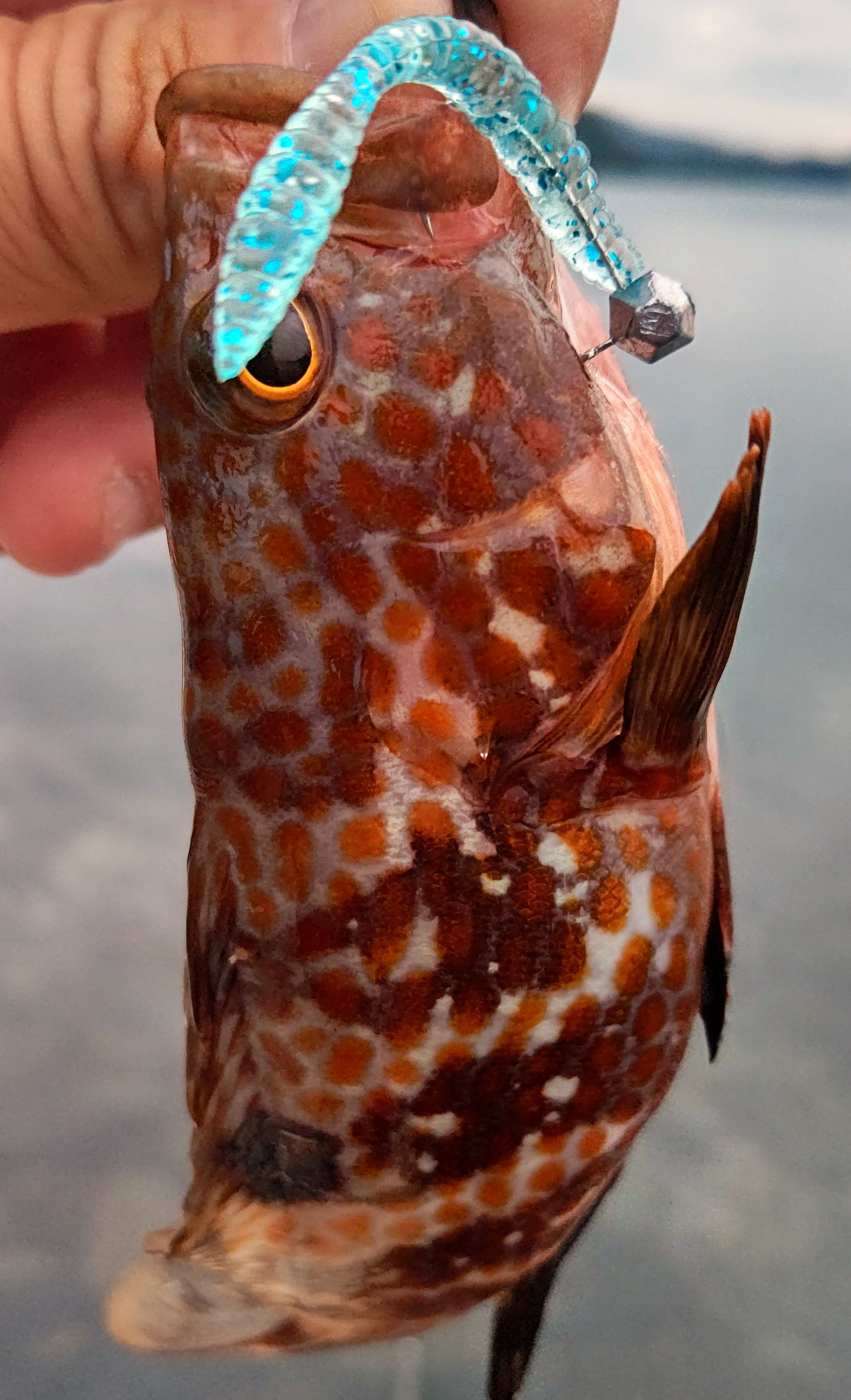 キジハタ 魚種 Deps Official Hp デプス 公式hp