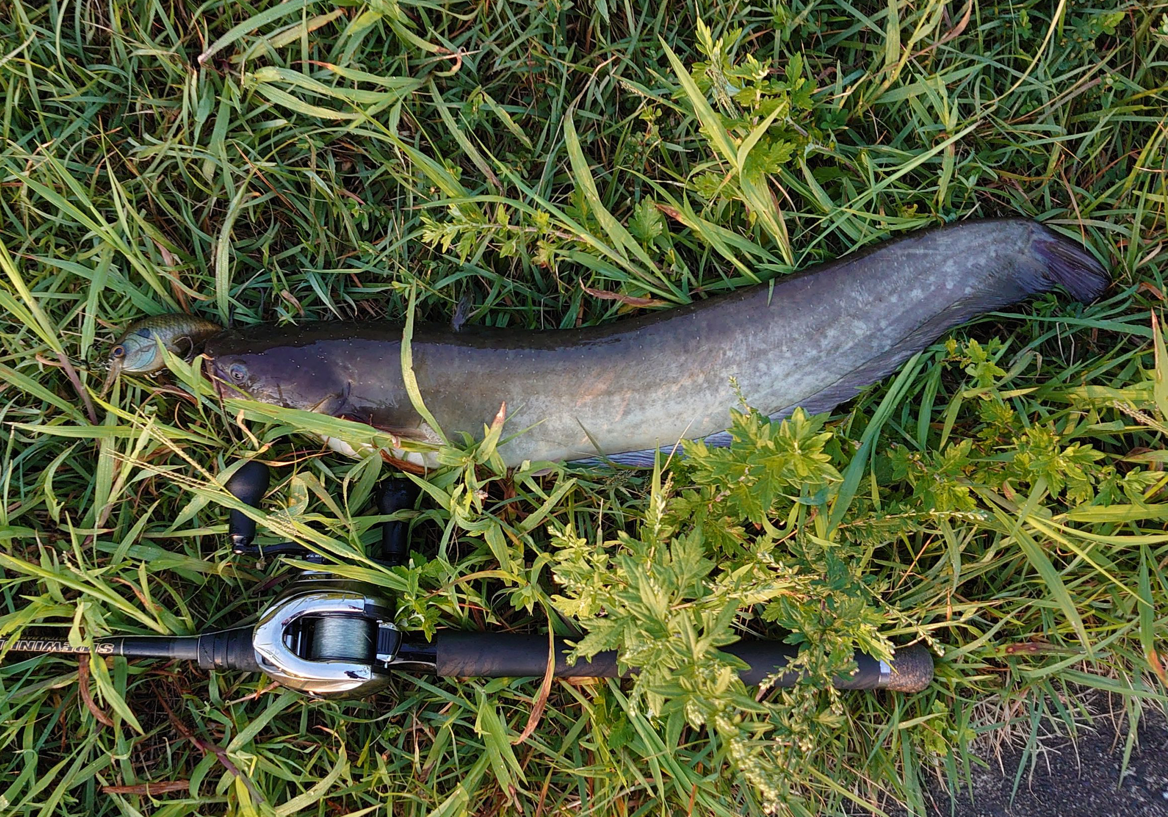 ビワコオオナマズ 魚種 Deps Official Hp デプス 公式hp