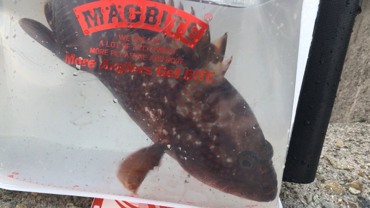 キジハタ 魚種 Deps Official Hp デプス 公式hp