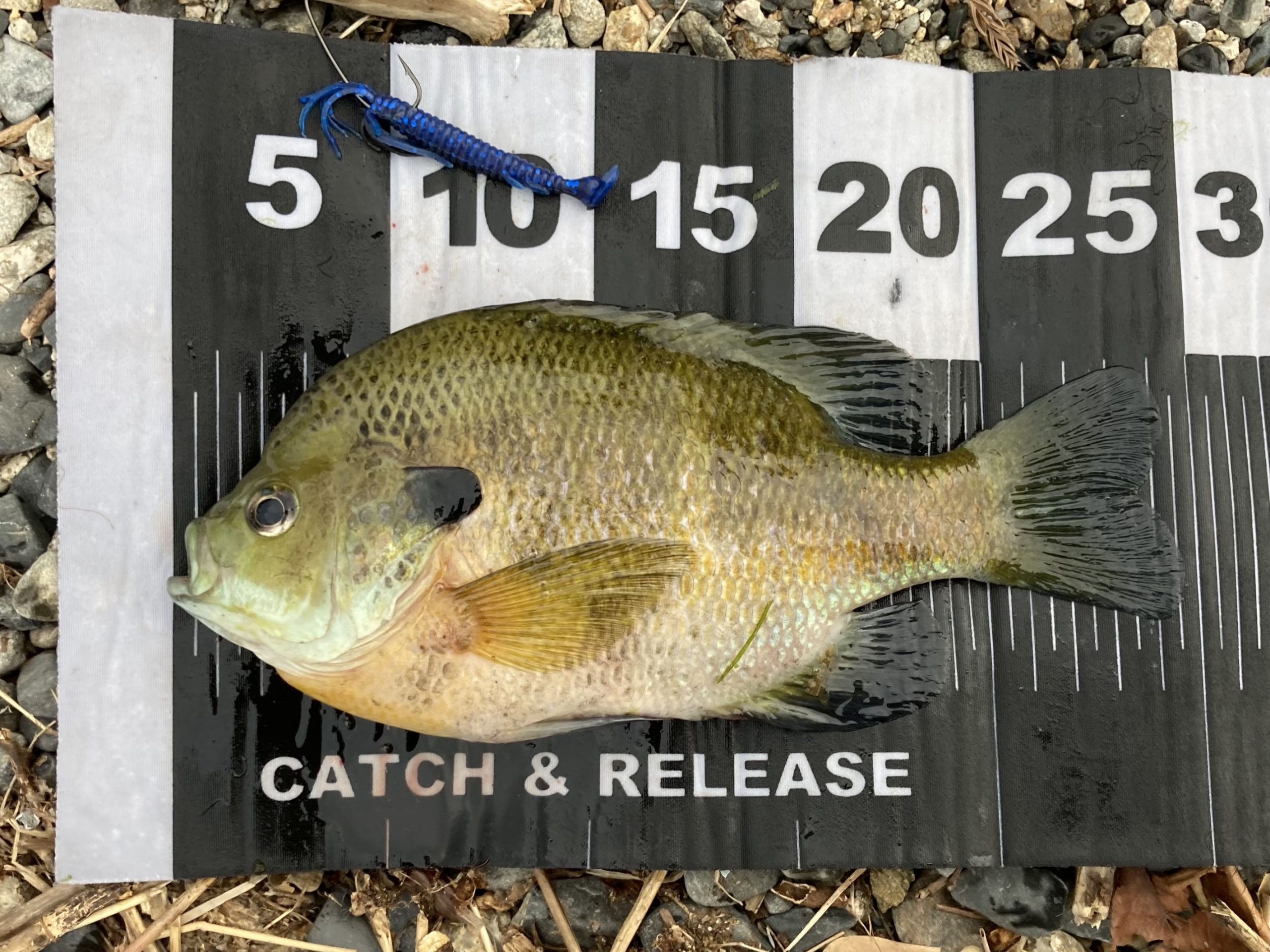 ブルーギル 魚種 Deps Official Hp デプス 公式hp