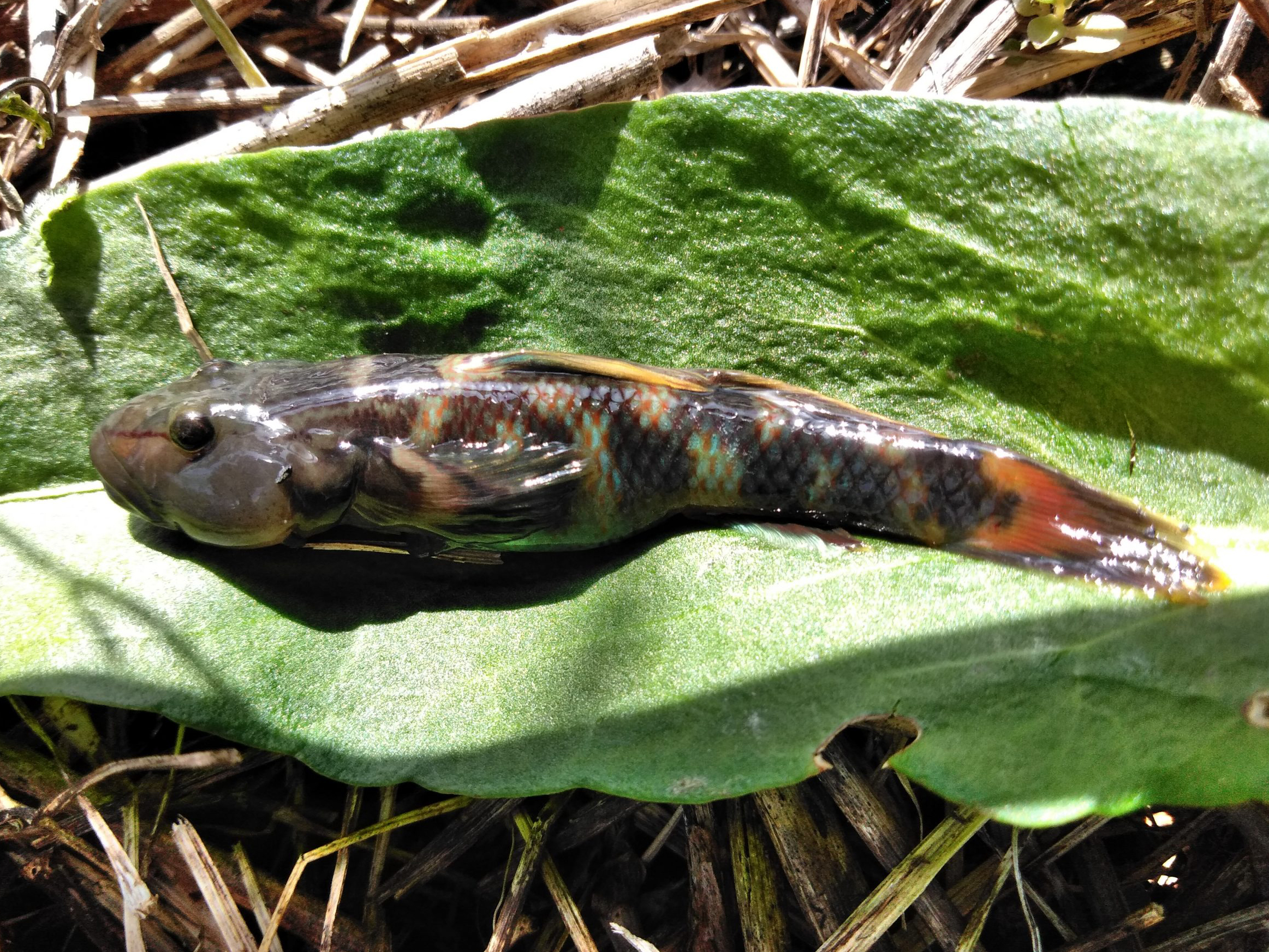 44 割引グレイ系 Sale 37 Off Deps Webメンバー限定 Lsjms 902ml ロッド フィッシンググレイ系 Www Fidakenya Org 44 割引グレイ系 Sale 37 Off Deps Webメンバー限定 Lsjms 902ml ロッド フィッシンググレイ系 Www Fidakenya Org