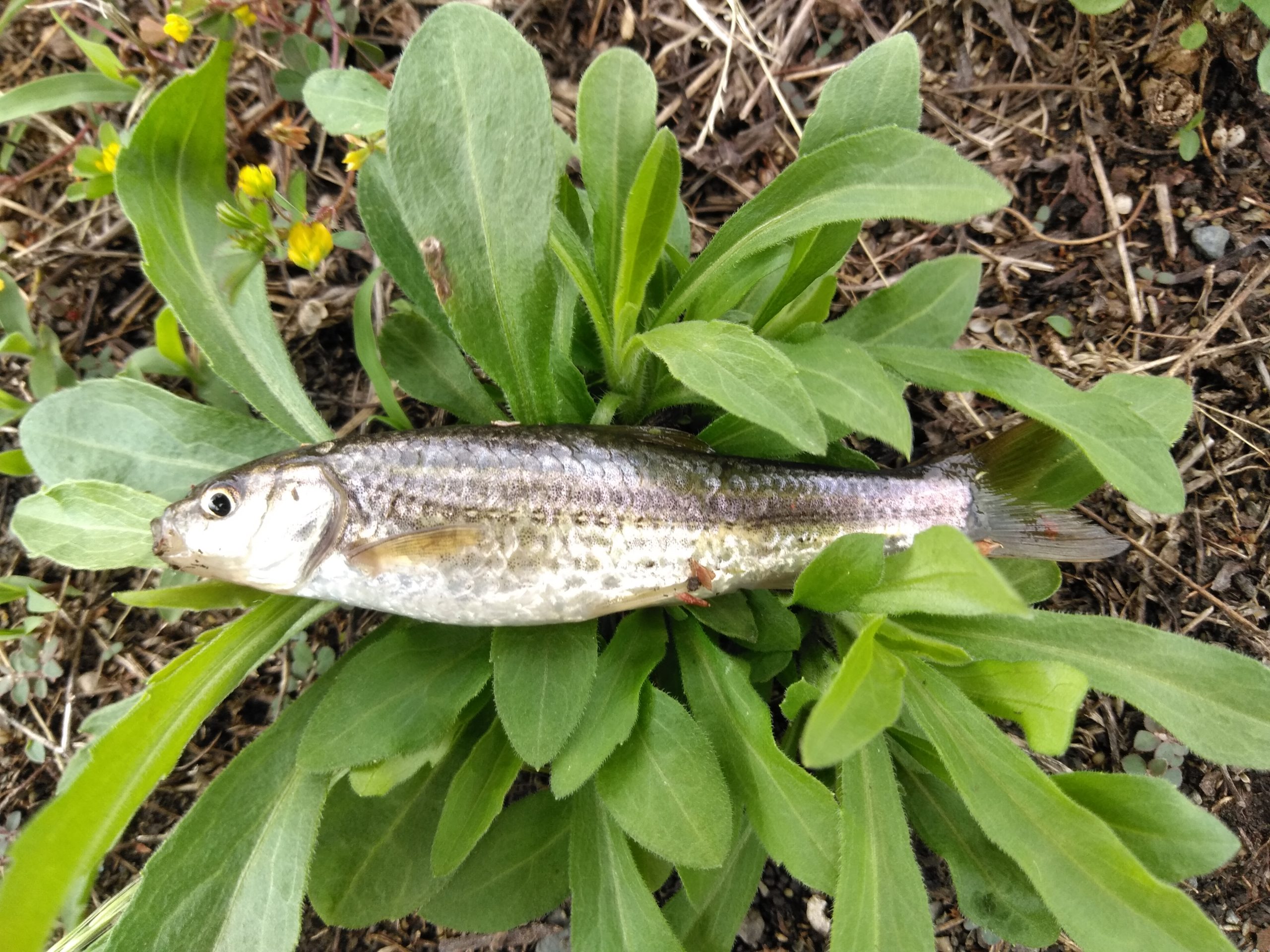 44 割引グレイ系 Sale 37 Off Deps Webメンバー限定 Lsjms 902ml ロッド フィッシンググレイ系 Www Fidakenya Org 44 割引グレイ系 Sale 37 Off Deps Webメンバー限定 Lsjms 902ml ロッド フィッシンググレイ系 Www Fidakenya Org