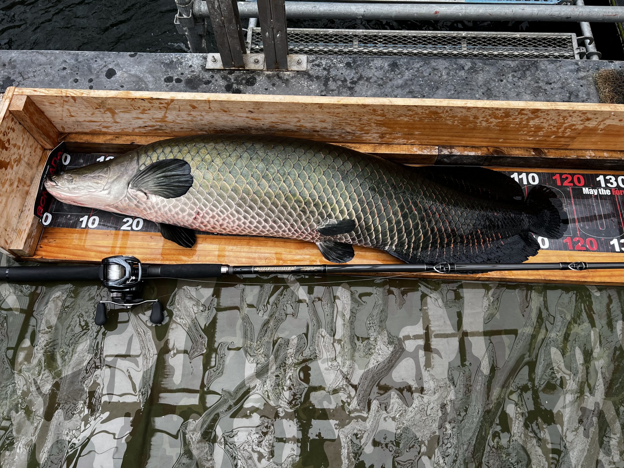 ピラルク 魚種 Deps Official Hp デプス 公式hp