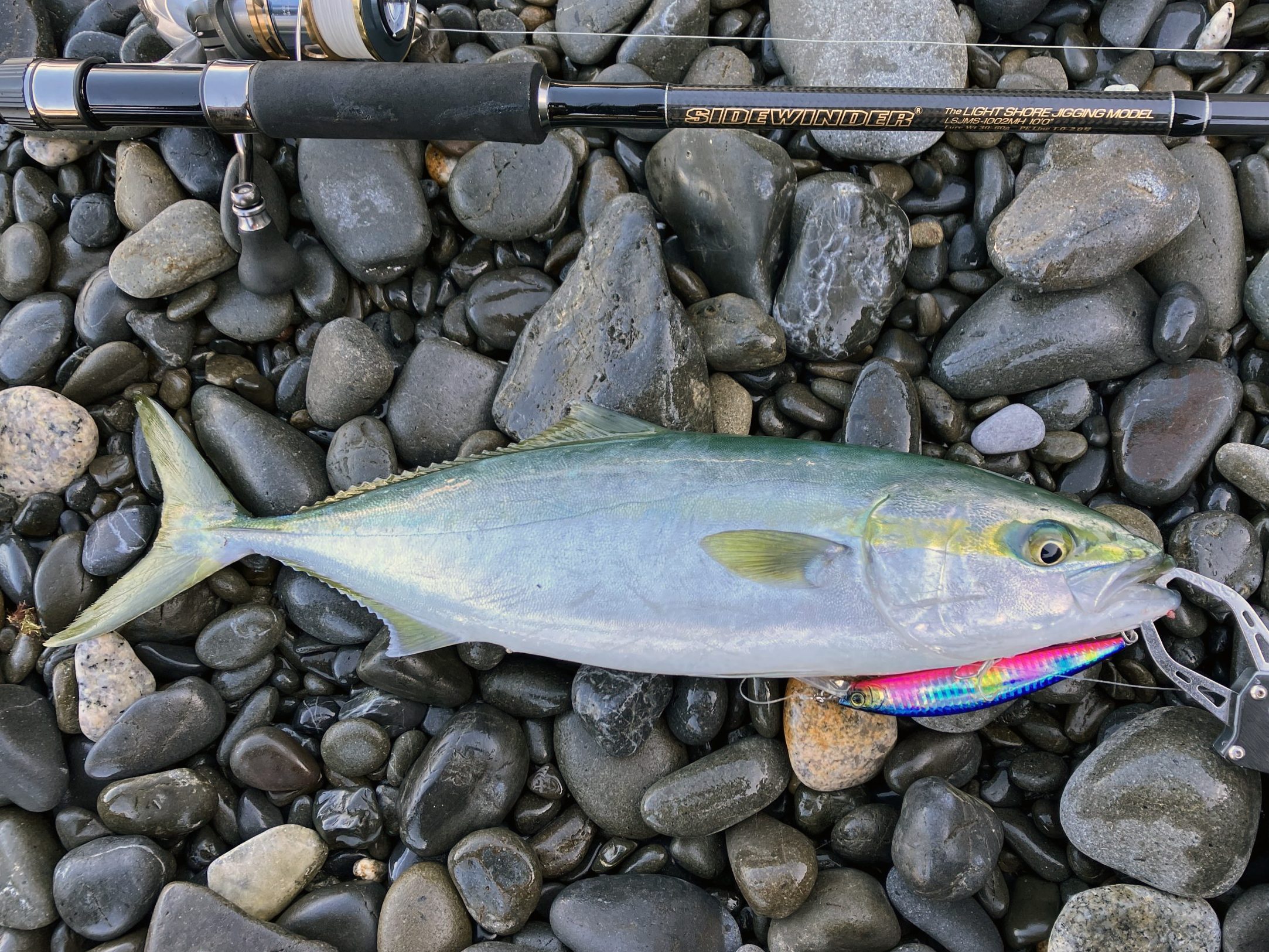 deps webメンバー限定 LSJMS 902ML